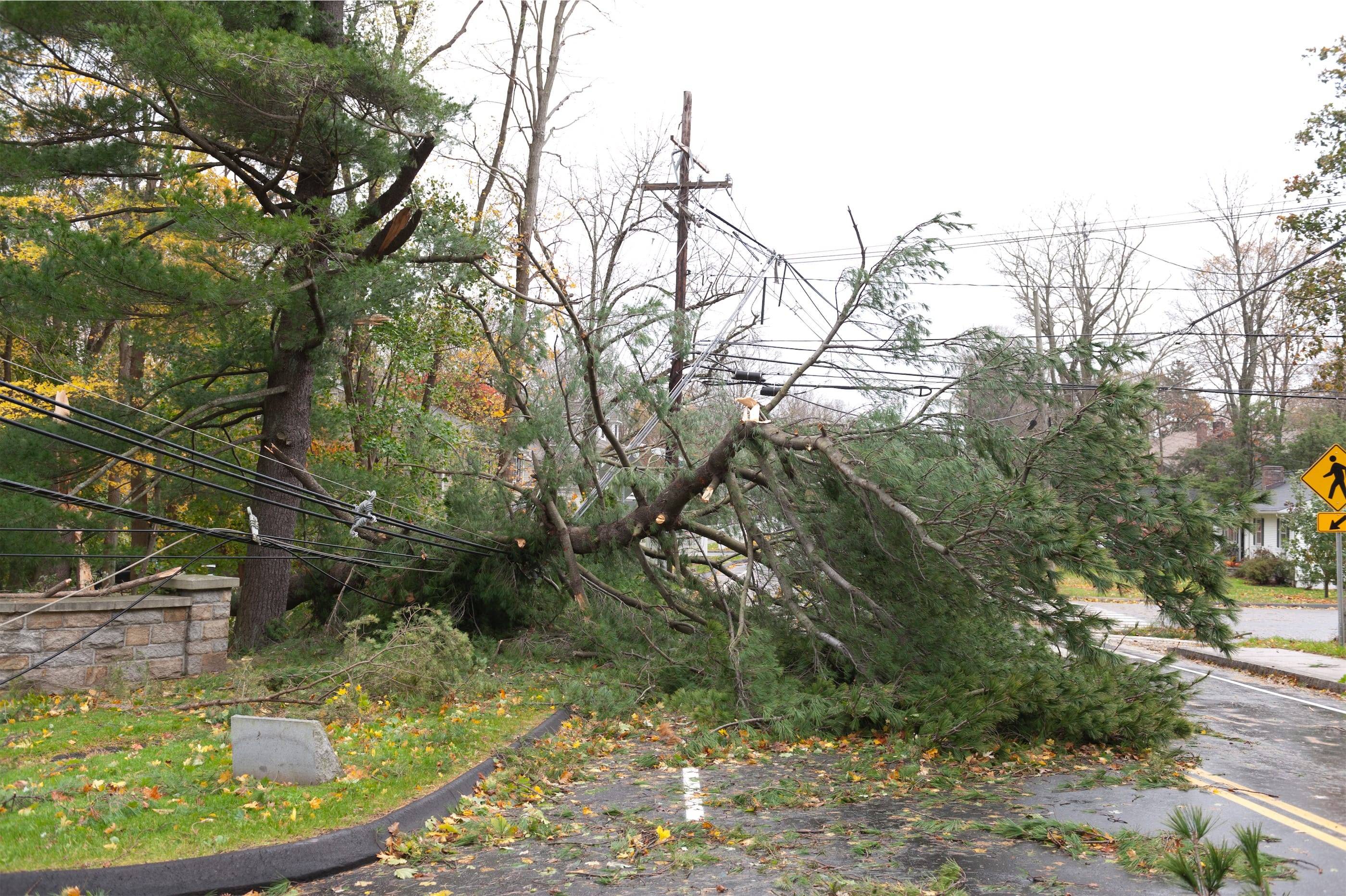 A fallen tree on a street=