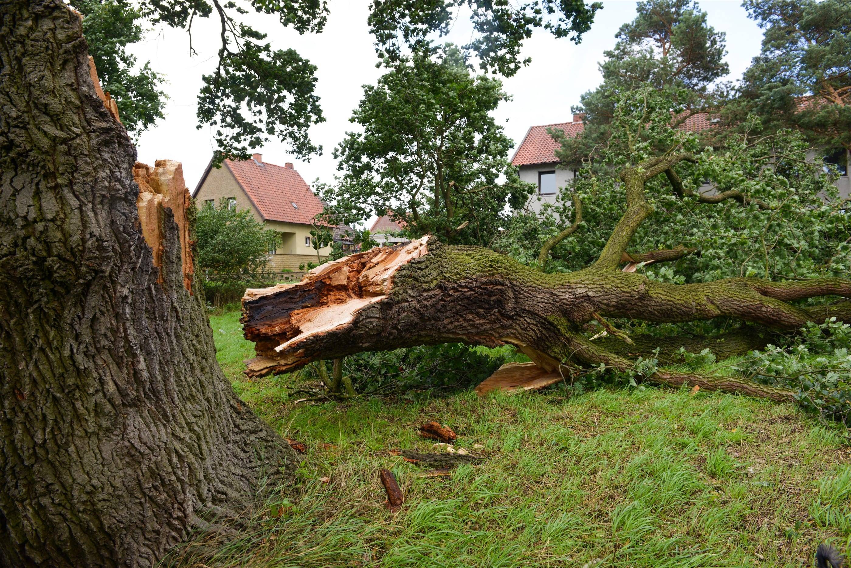 A fallen tree in the middle of a yard.