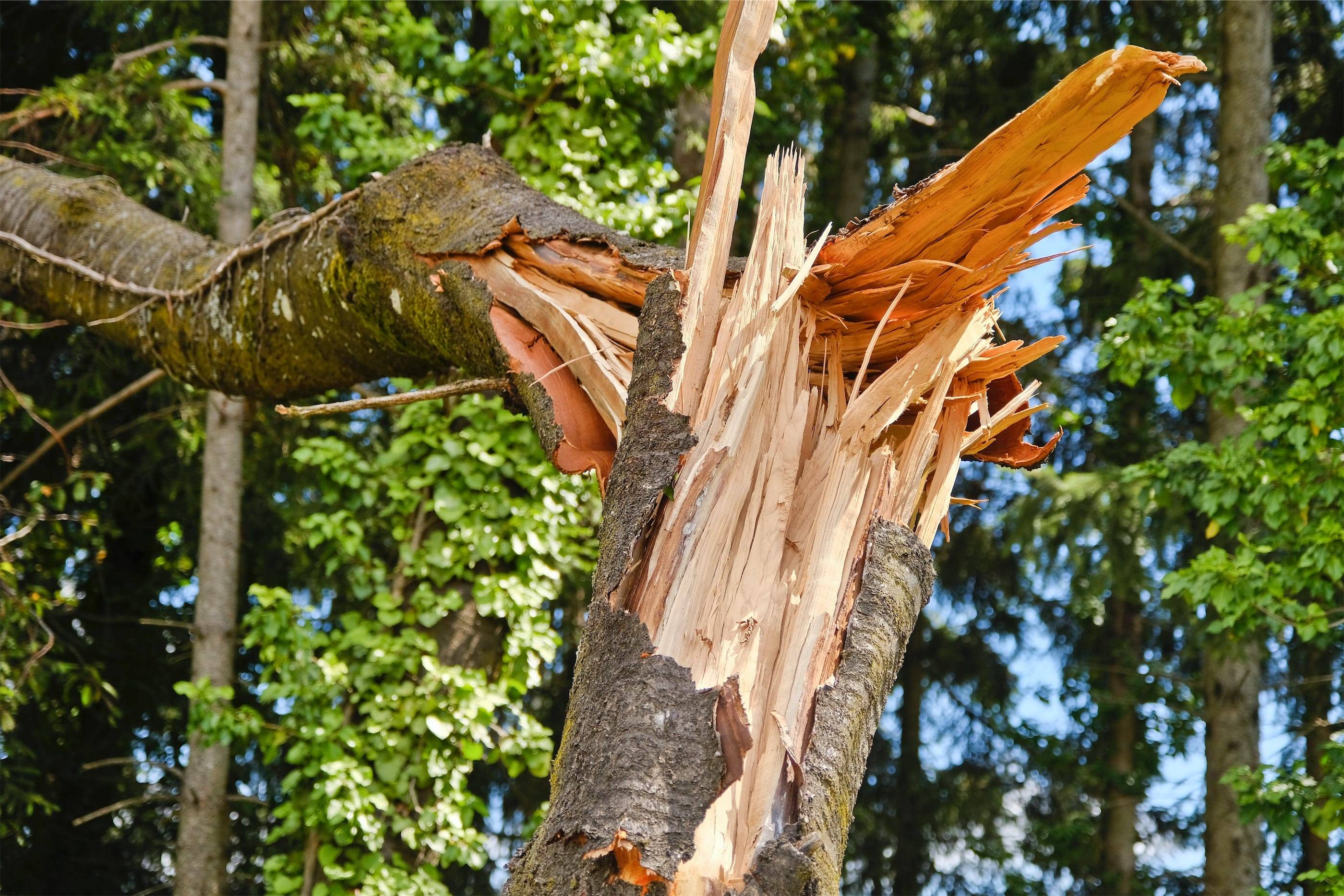 A fallen tree in a wooded area.