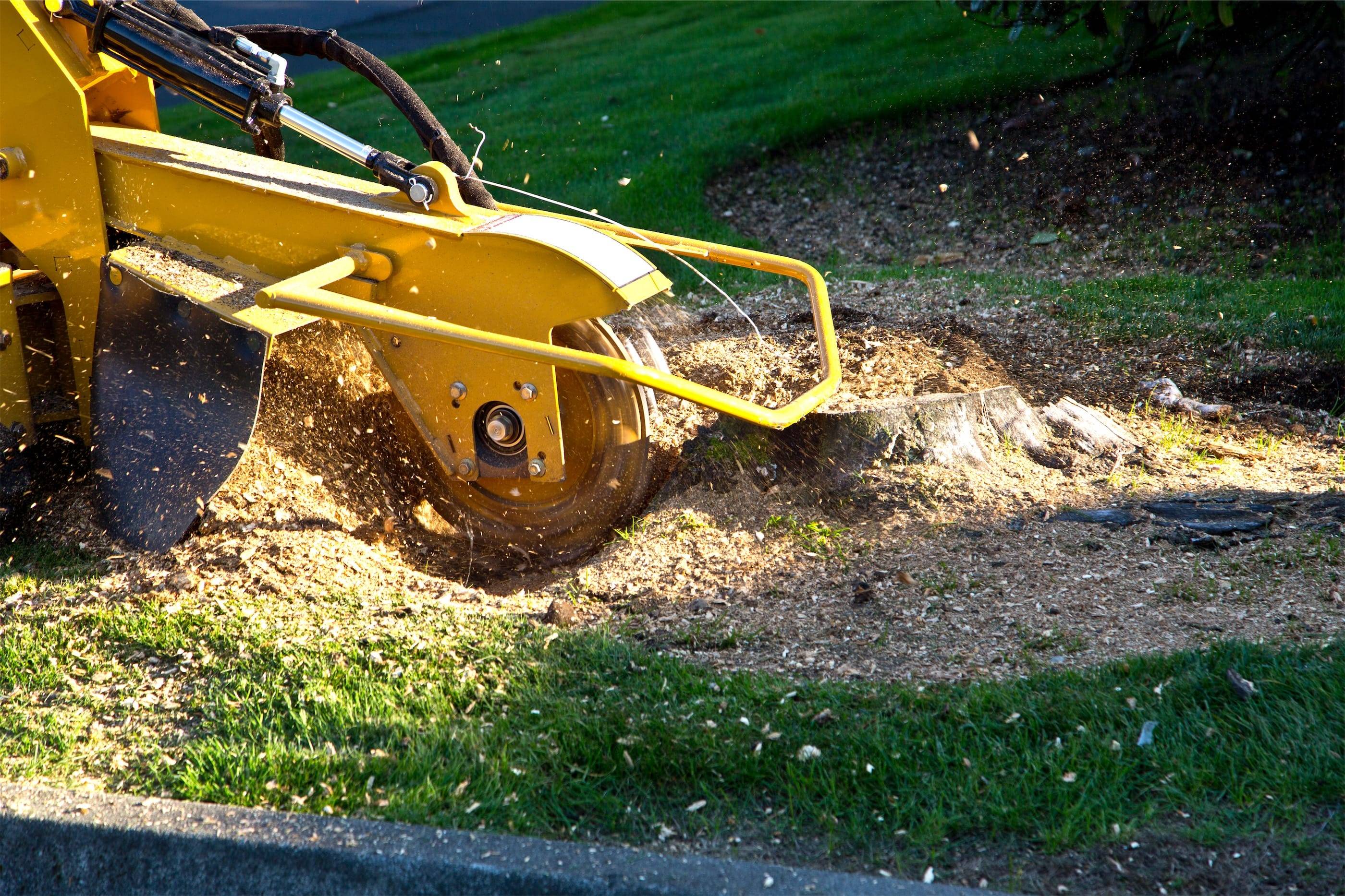 A yellow machine is cutting down a tree.