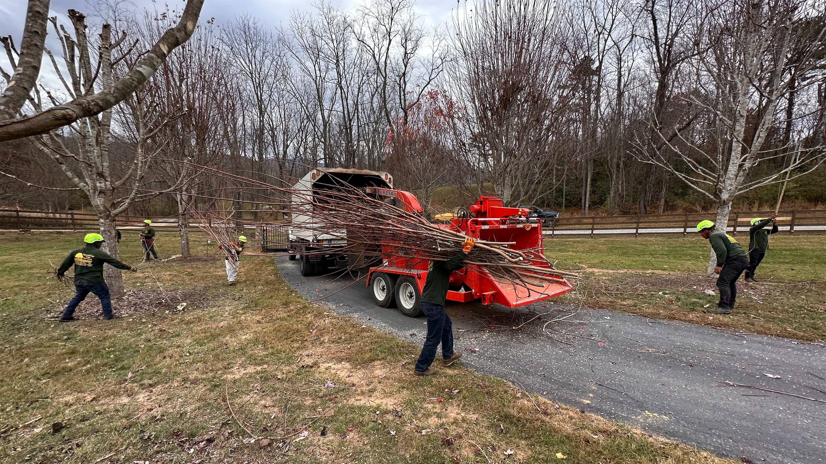 A group of people removing trees from a yard.