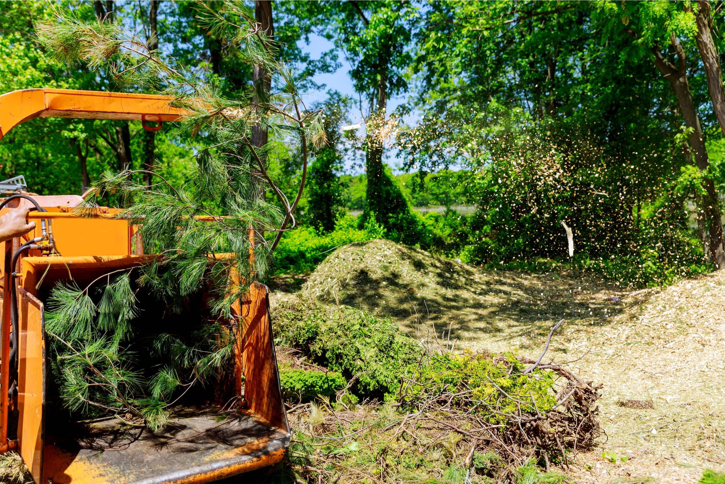 A man is cutting down a tree in a wooded area.