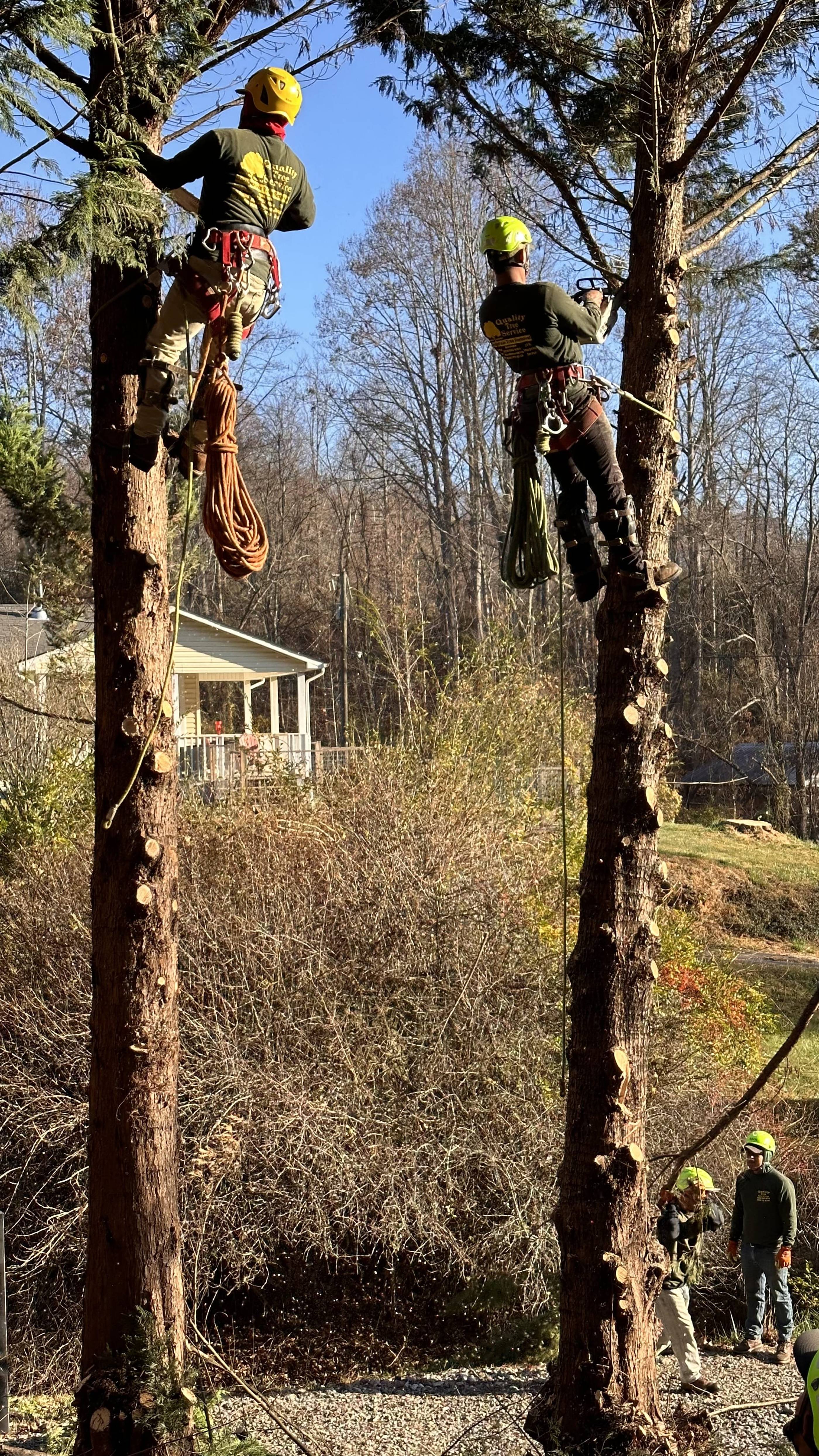 A group of men are climbing trees in the woods.