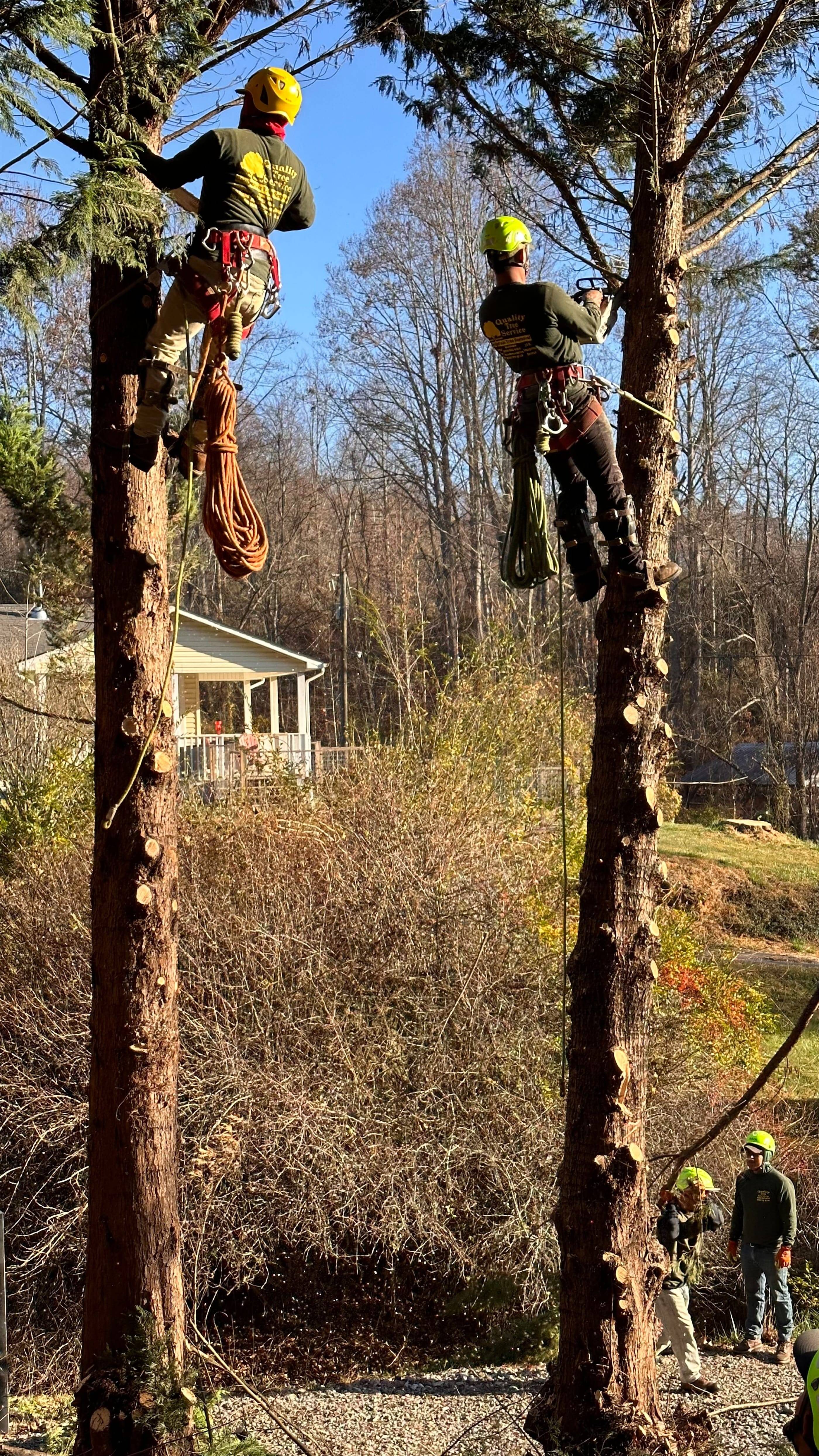 A group of men are climbing trees in the woods.