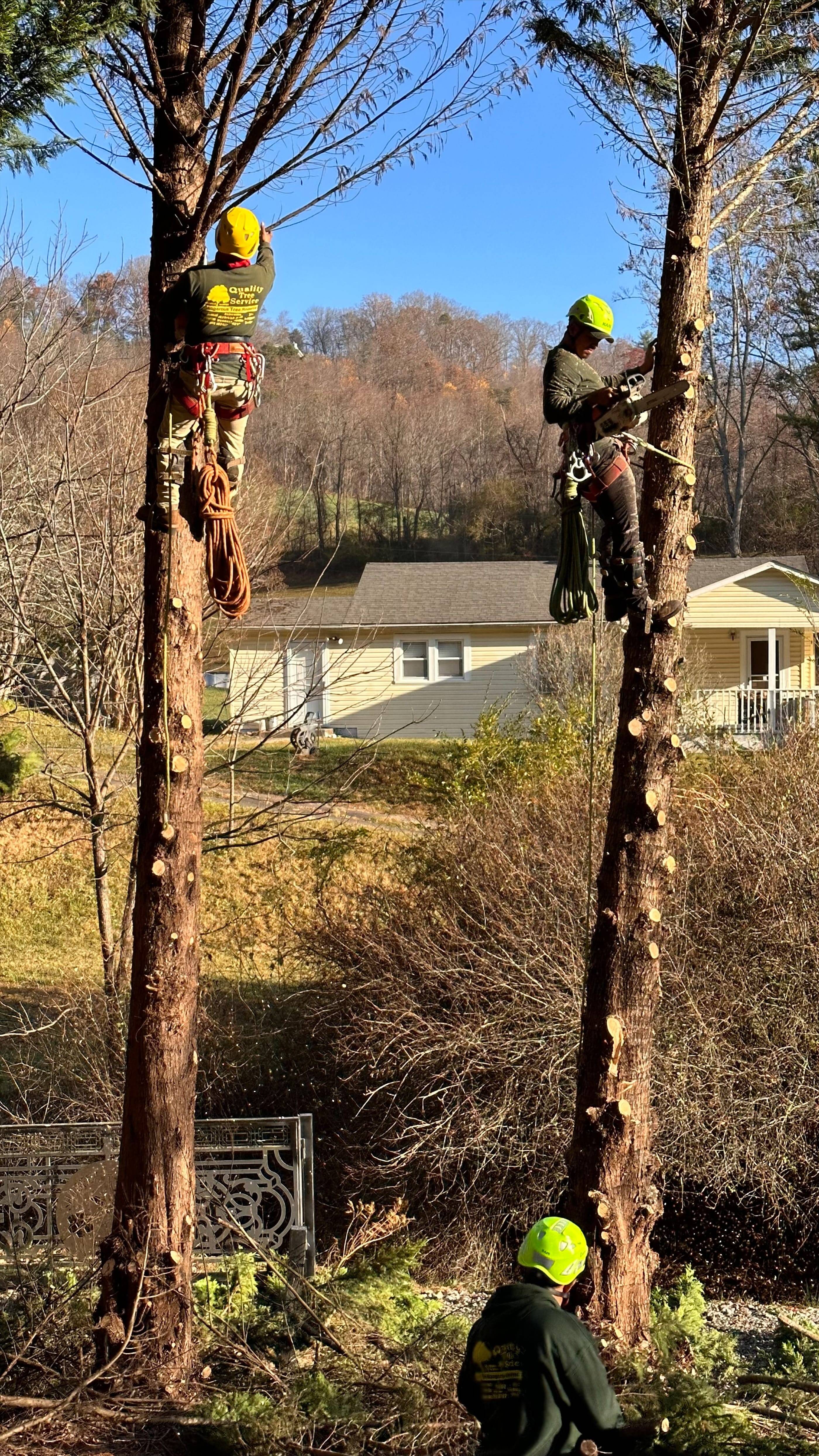 A group of men working on trees in a yard.