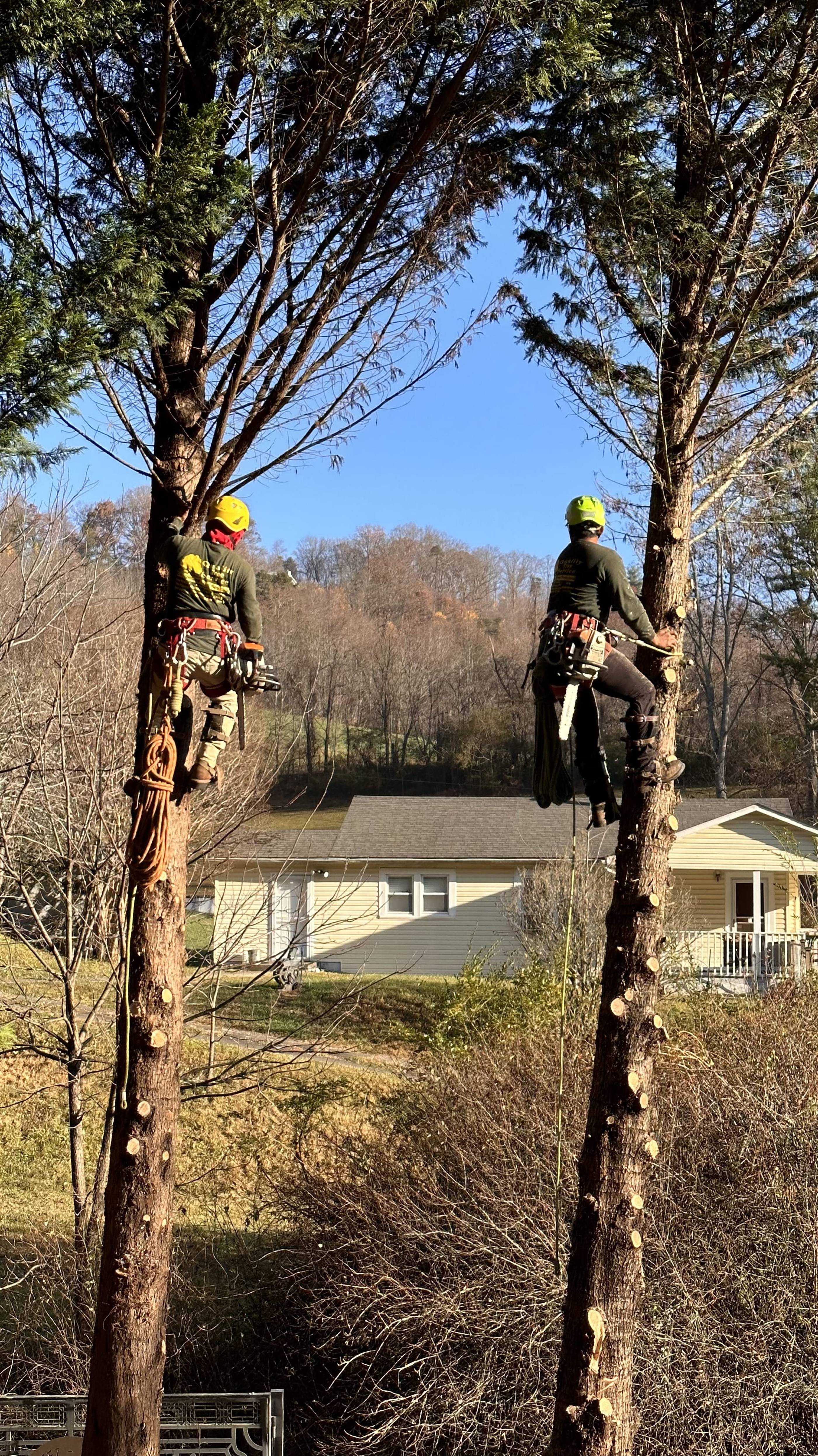 Two men working on a tree in front of a house.