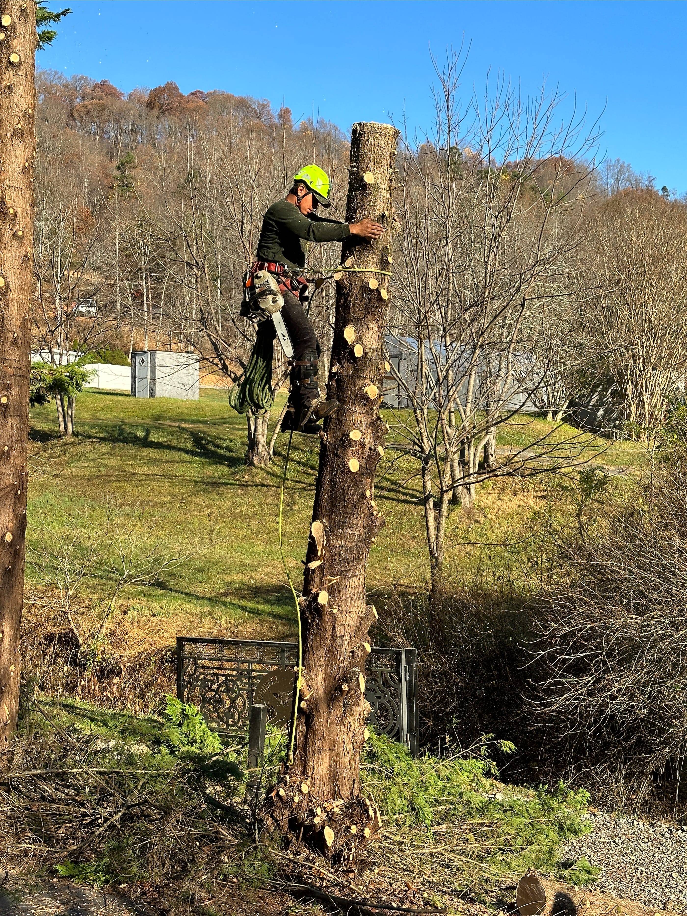 A man cutting down a tree in the woods.