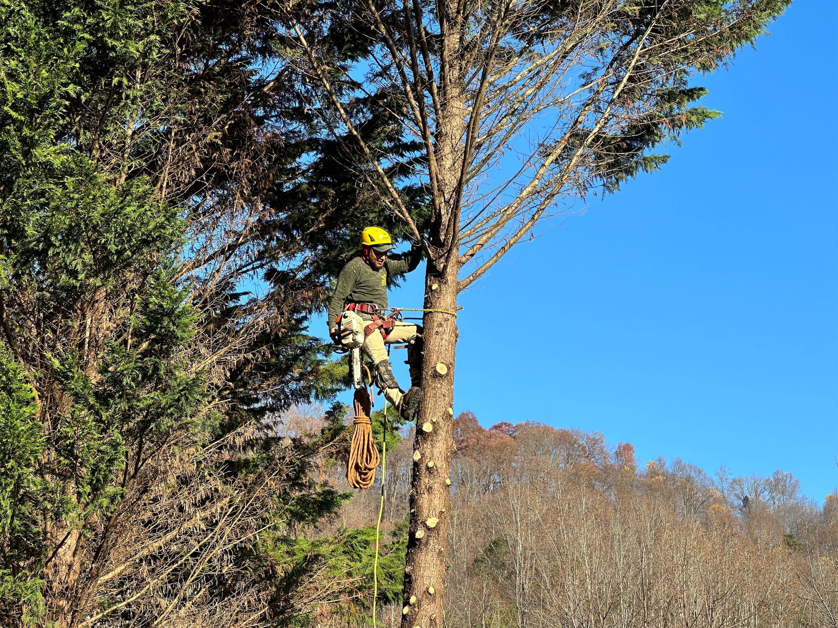 A tree trimmer working on a tree.