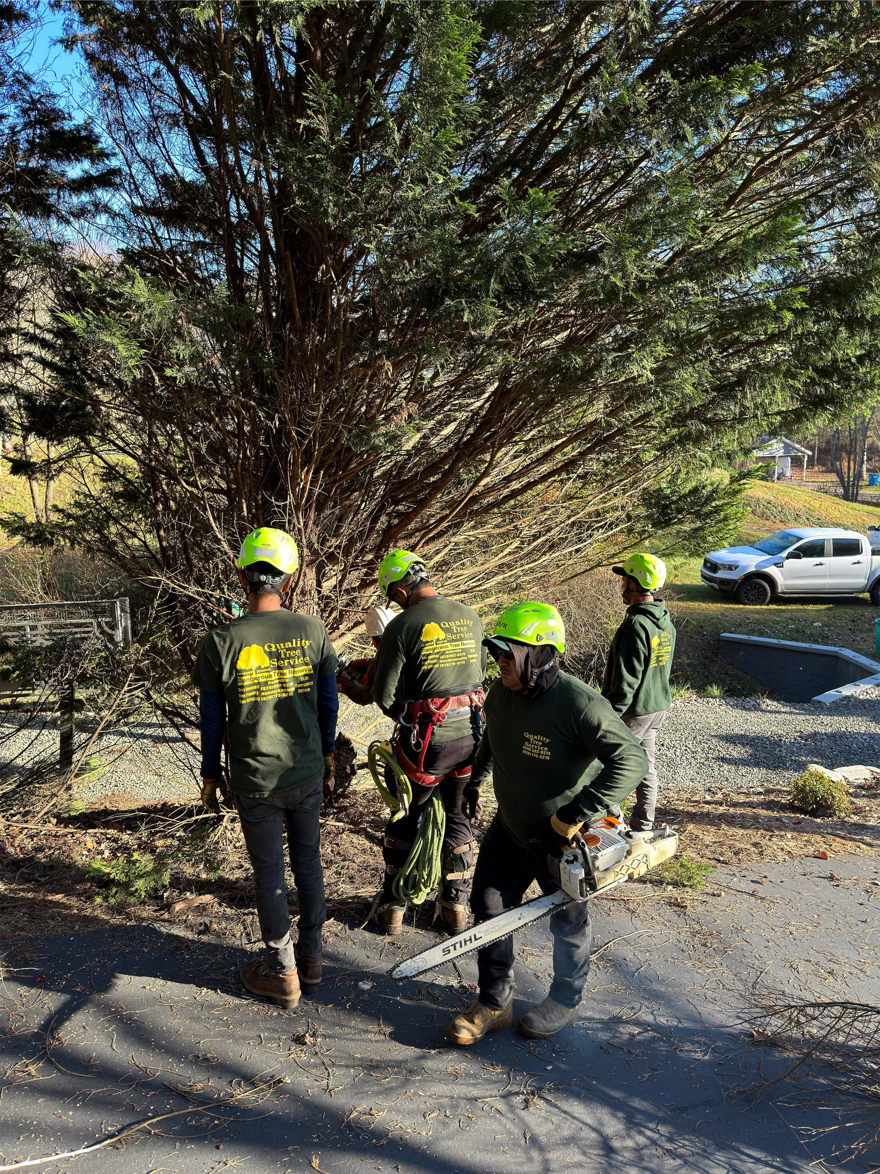 A group of men cutting down a tree.