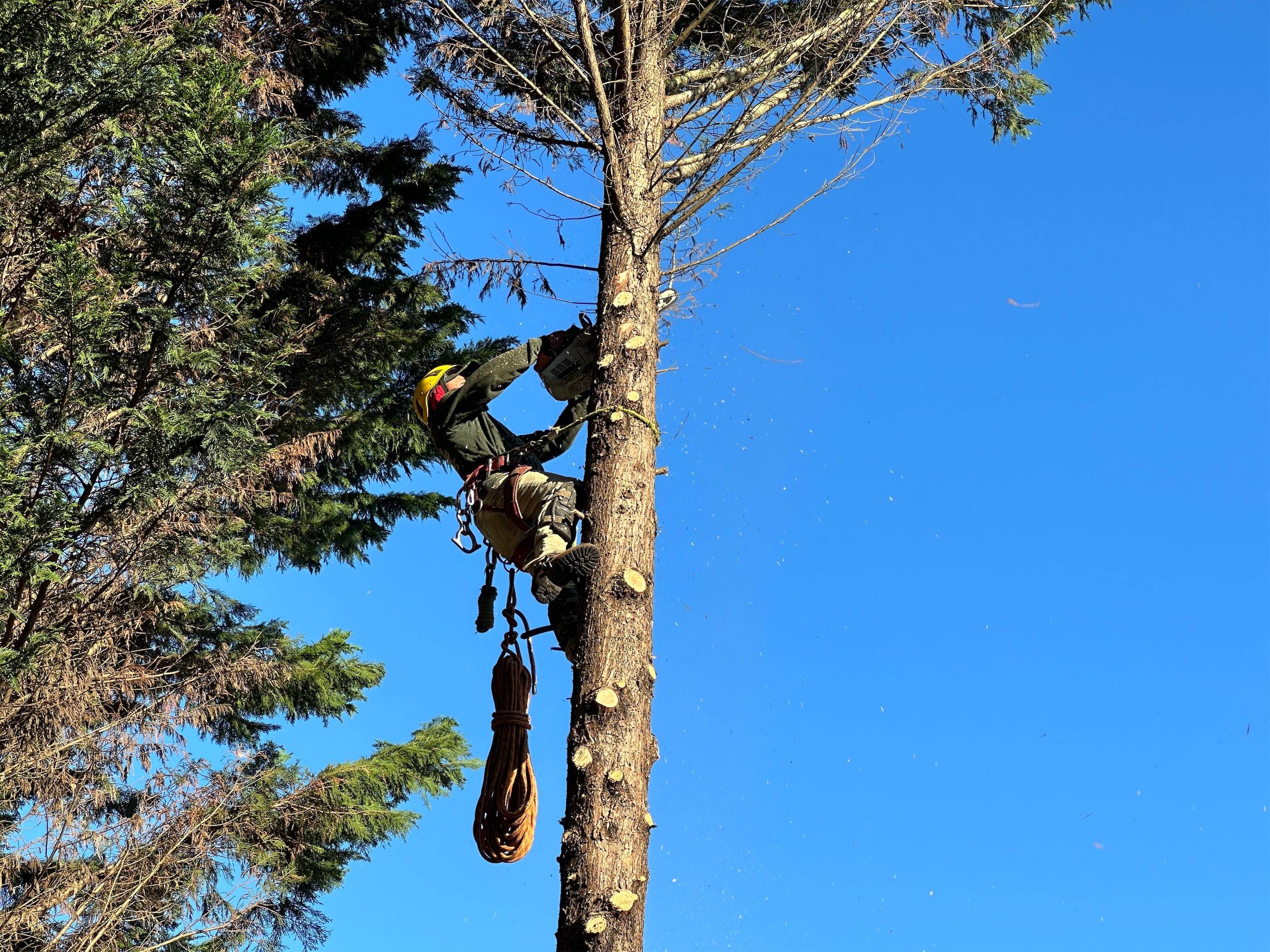 A man cutting down a tree with a chainsaw.