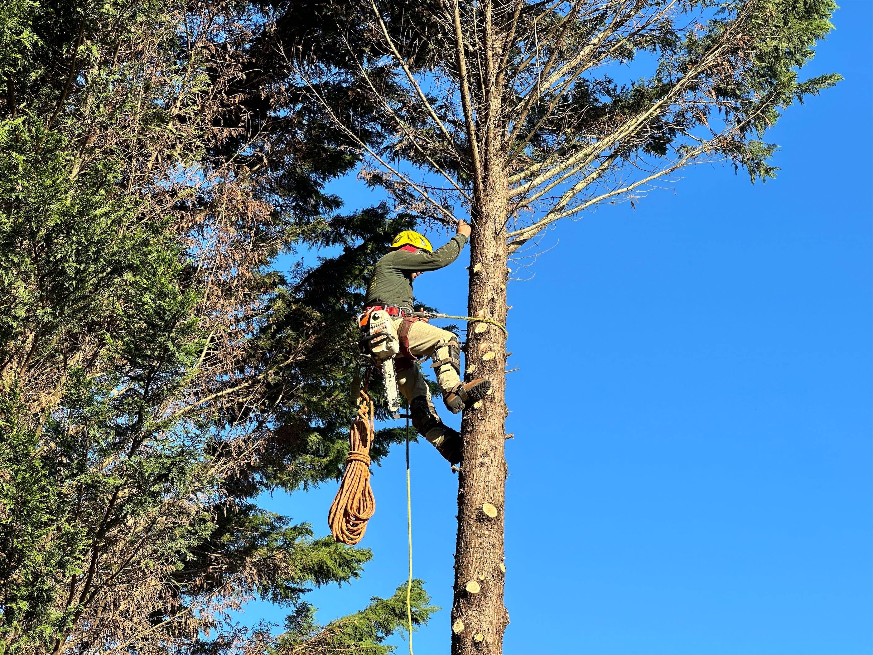 A tree trimmer working on a tree.