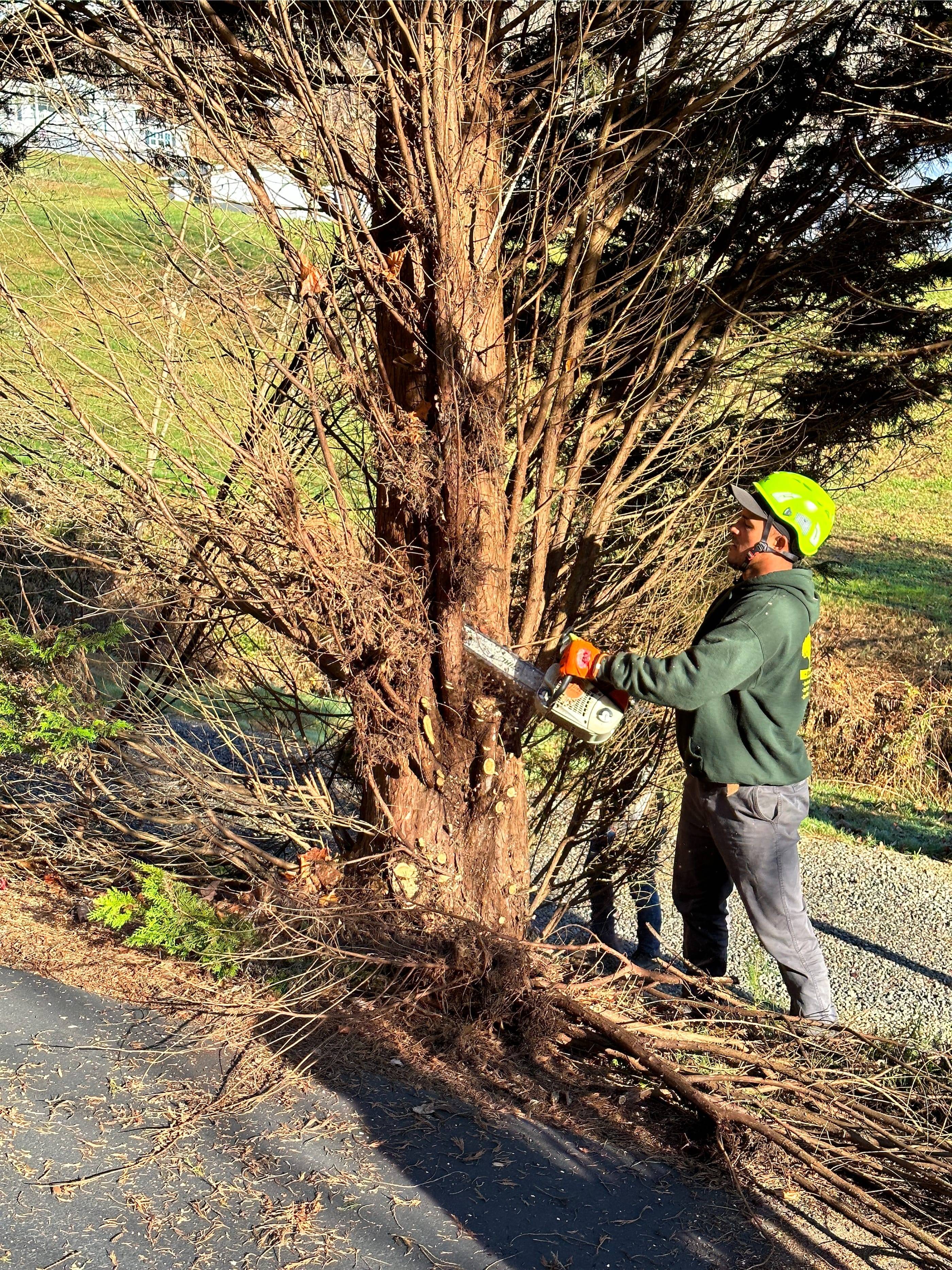 A man cutting down a tree.