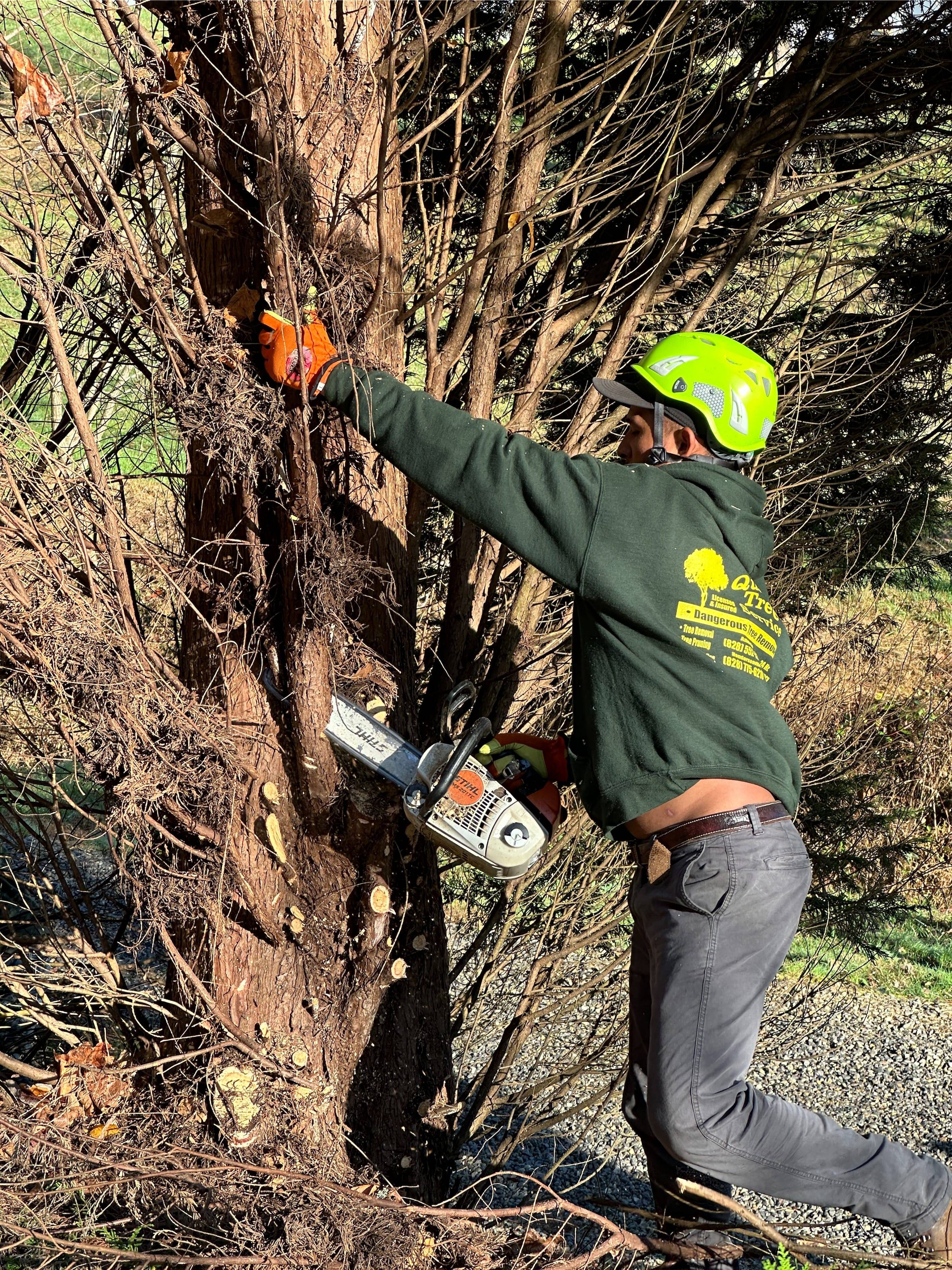 A man cutting down a tree with a chainsaw.