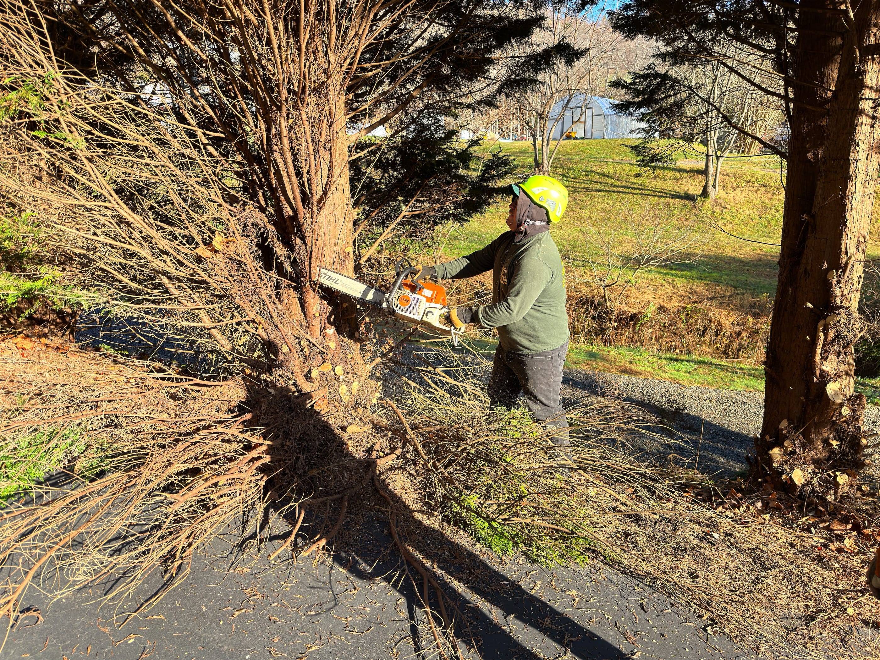 A man cutting a tree with a chainsaw.