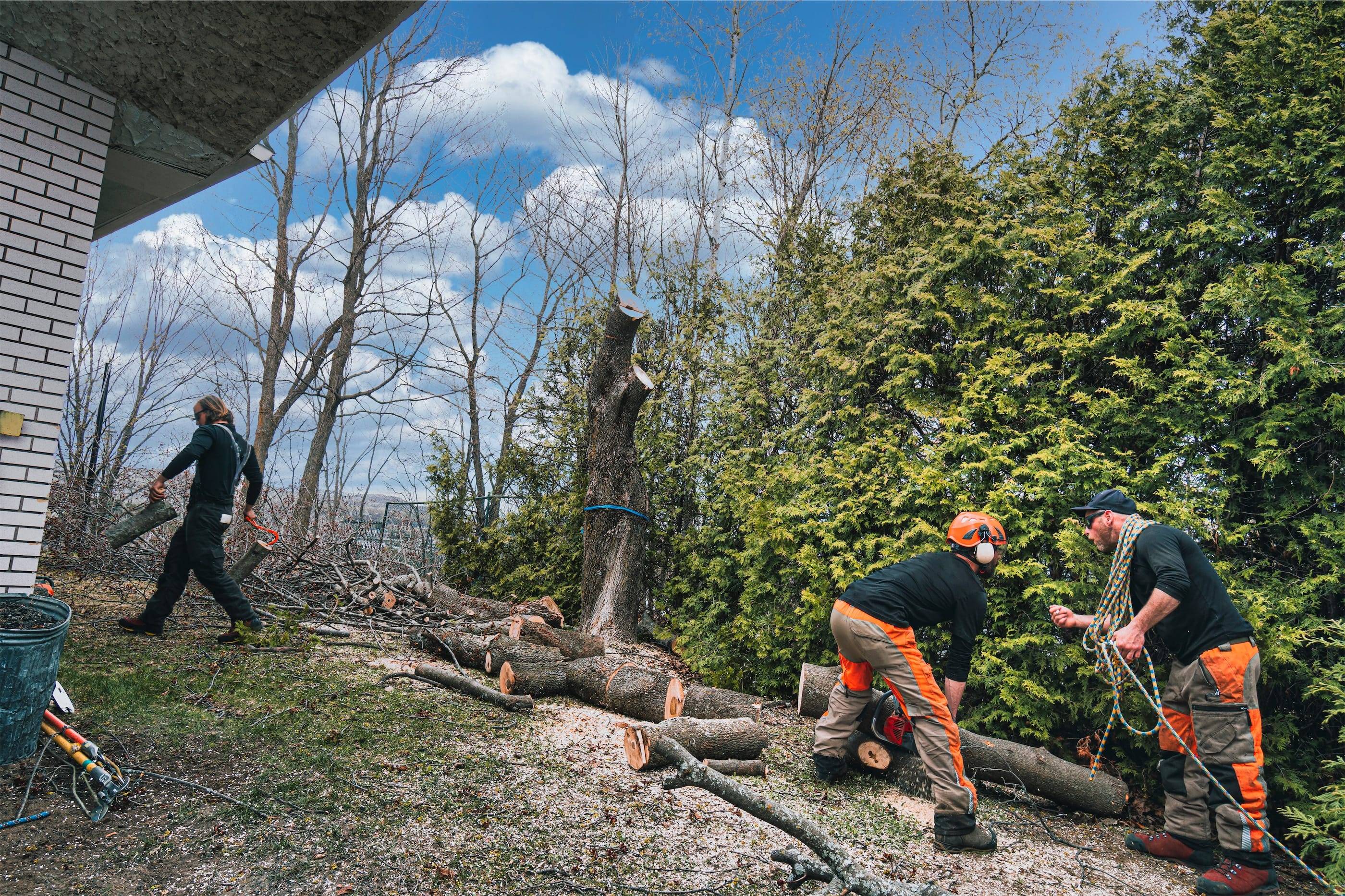 A group of men cutting down a tree in front of a house.