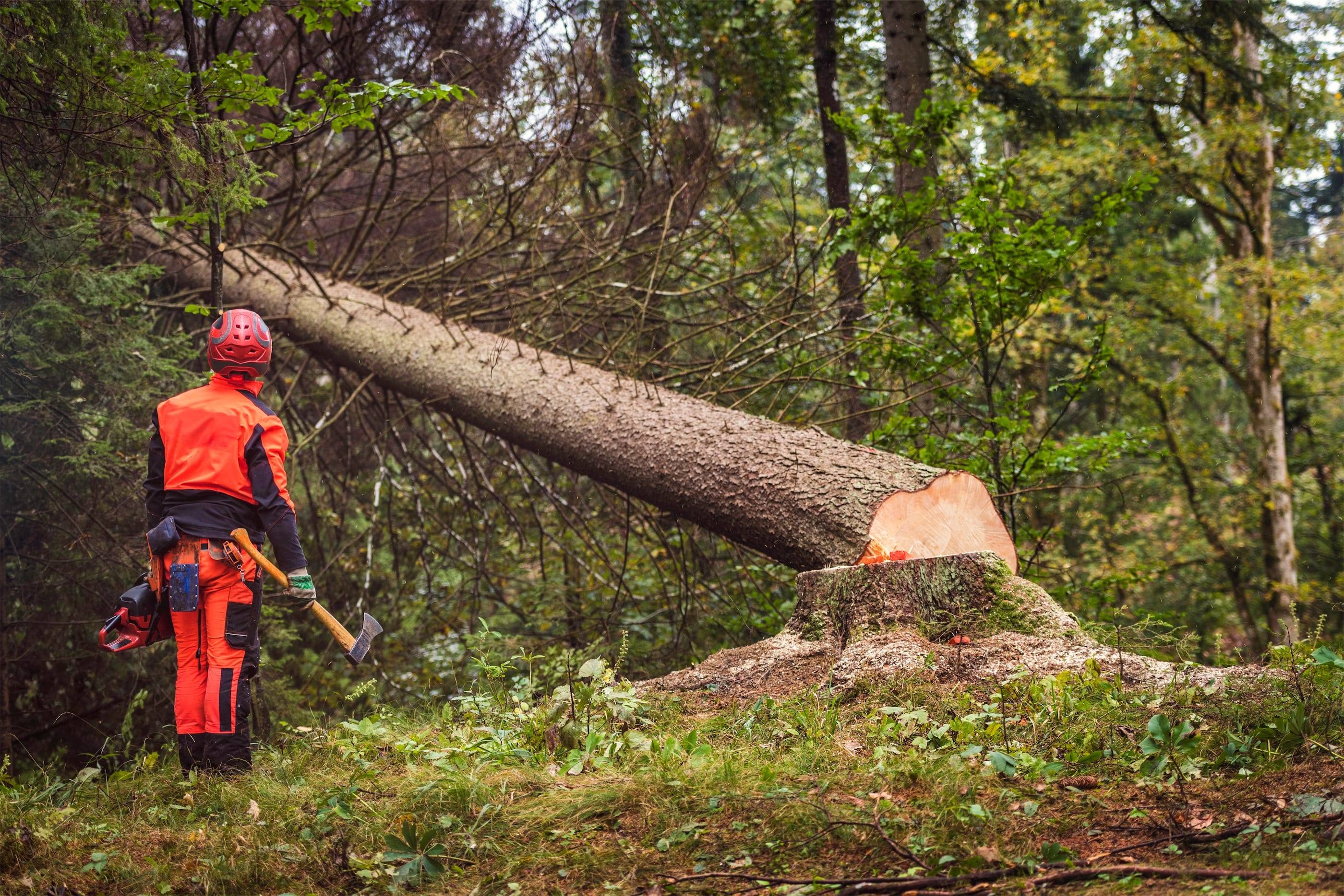 A man cutting down a tree in the forest.