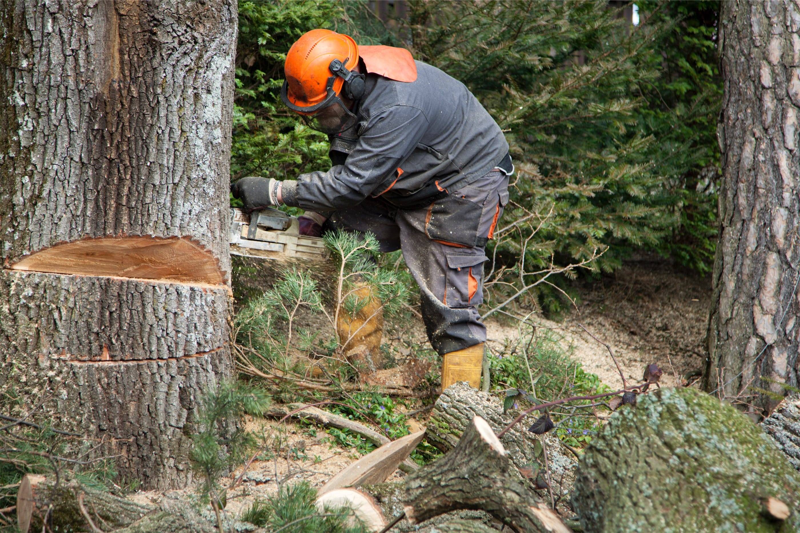 A man cutting down a tree.