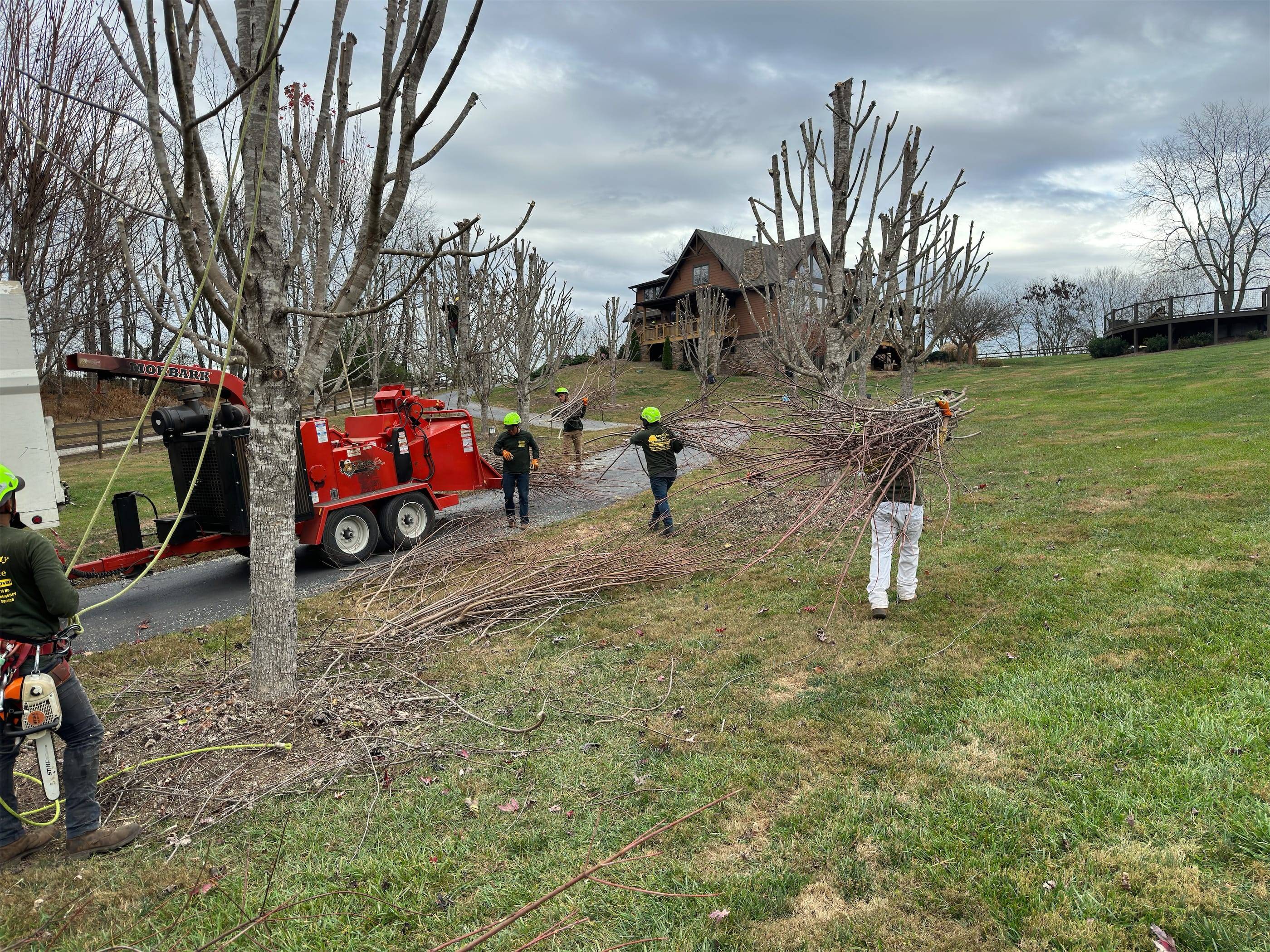 A group of men working on a tree.