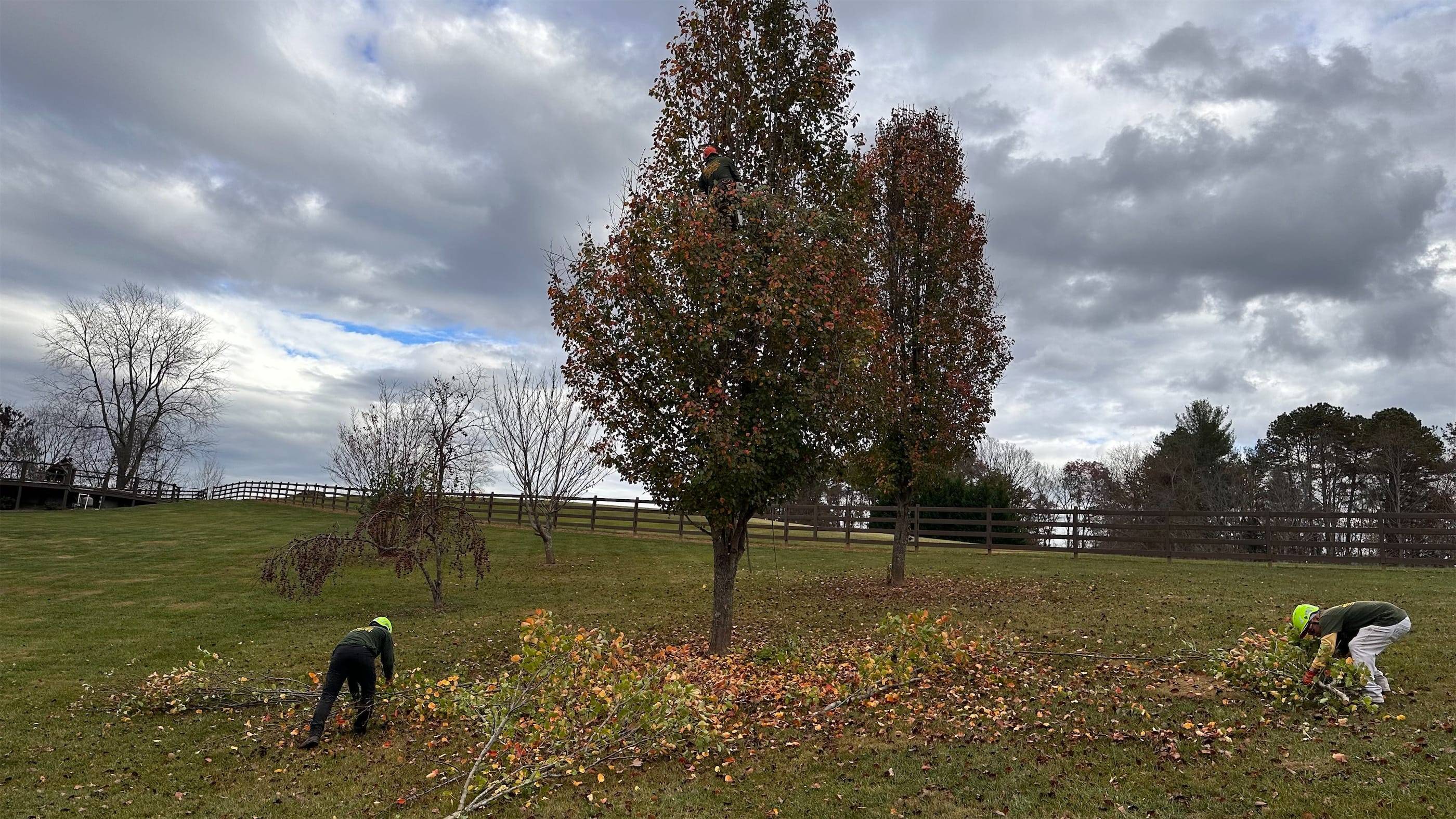 Two men removing leaves from a tree in a field.