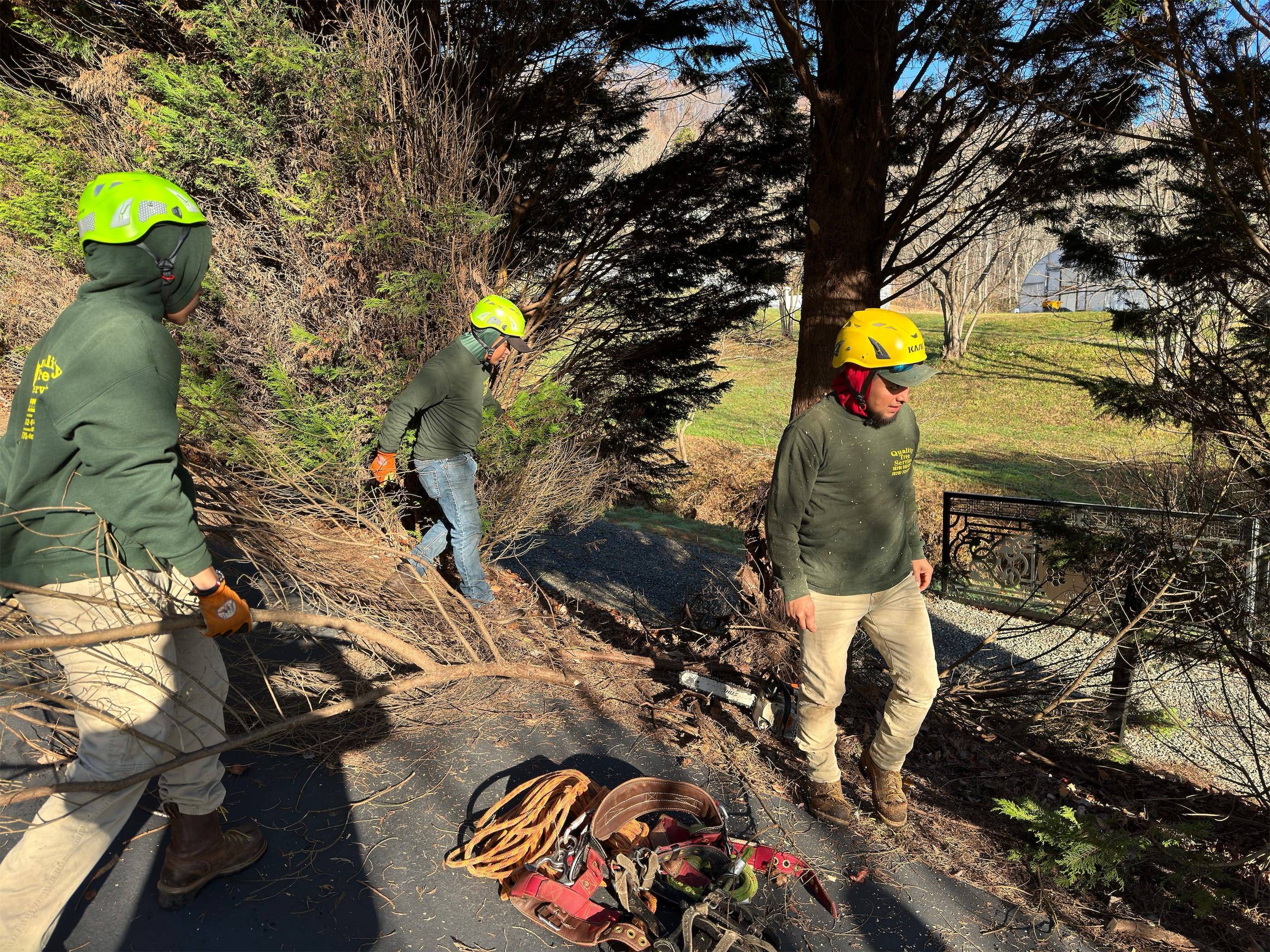 A group of men working on a tree.