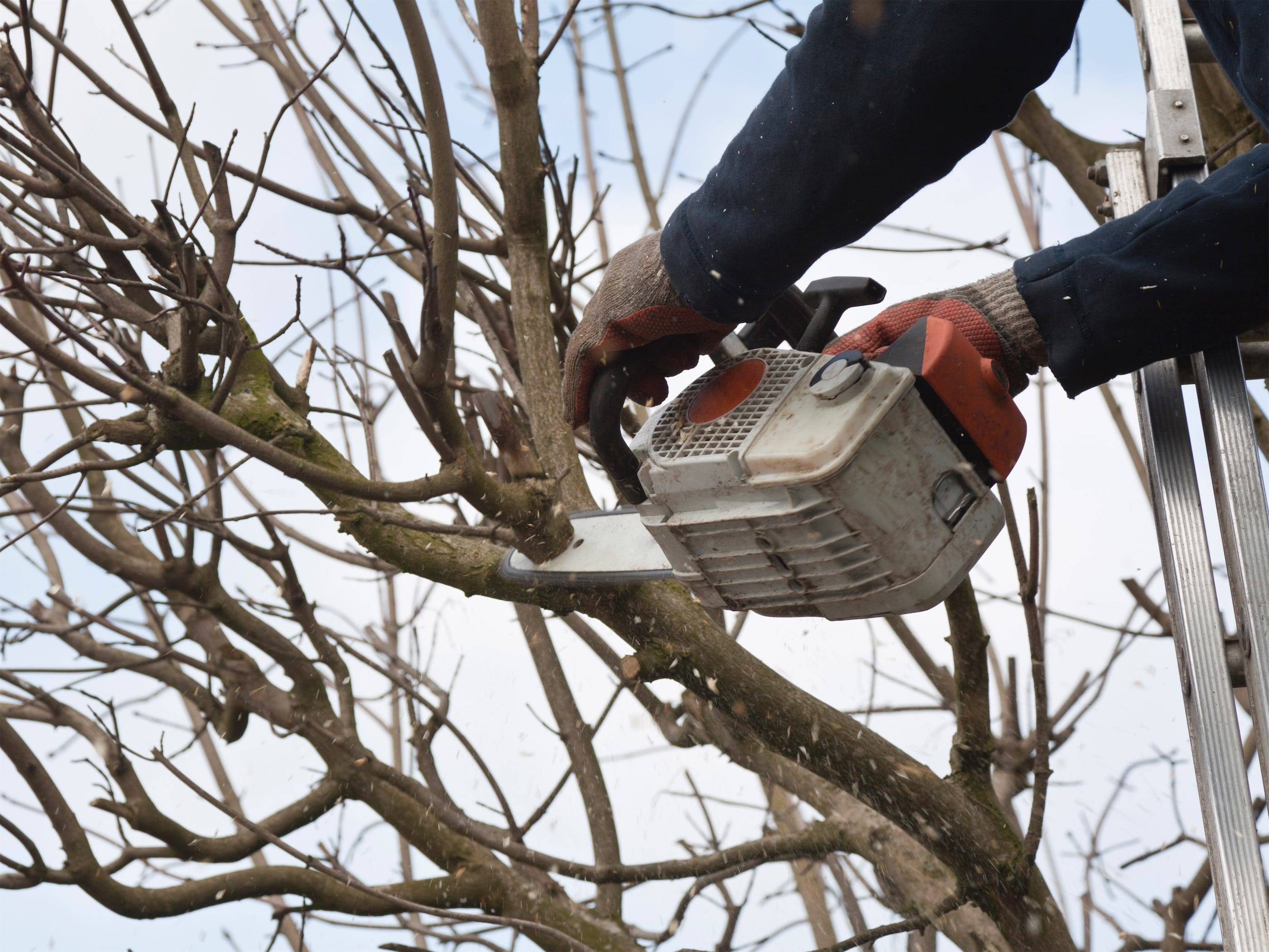 A man using a chainsaw to trim a tree.