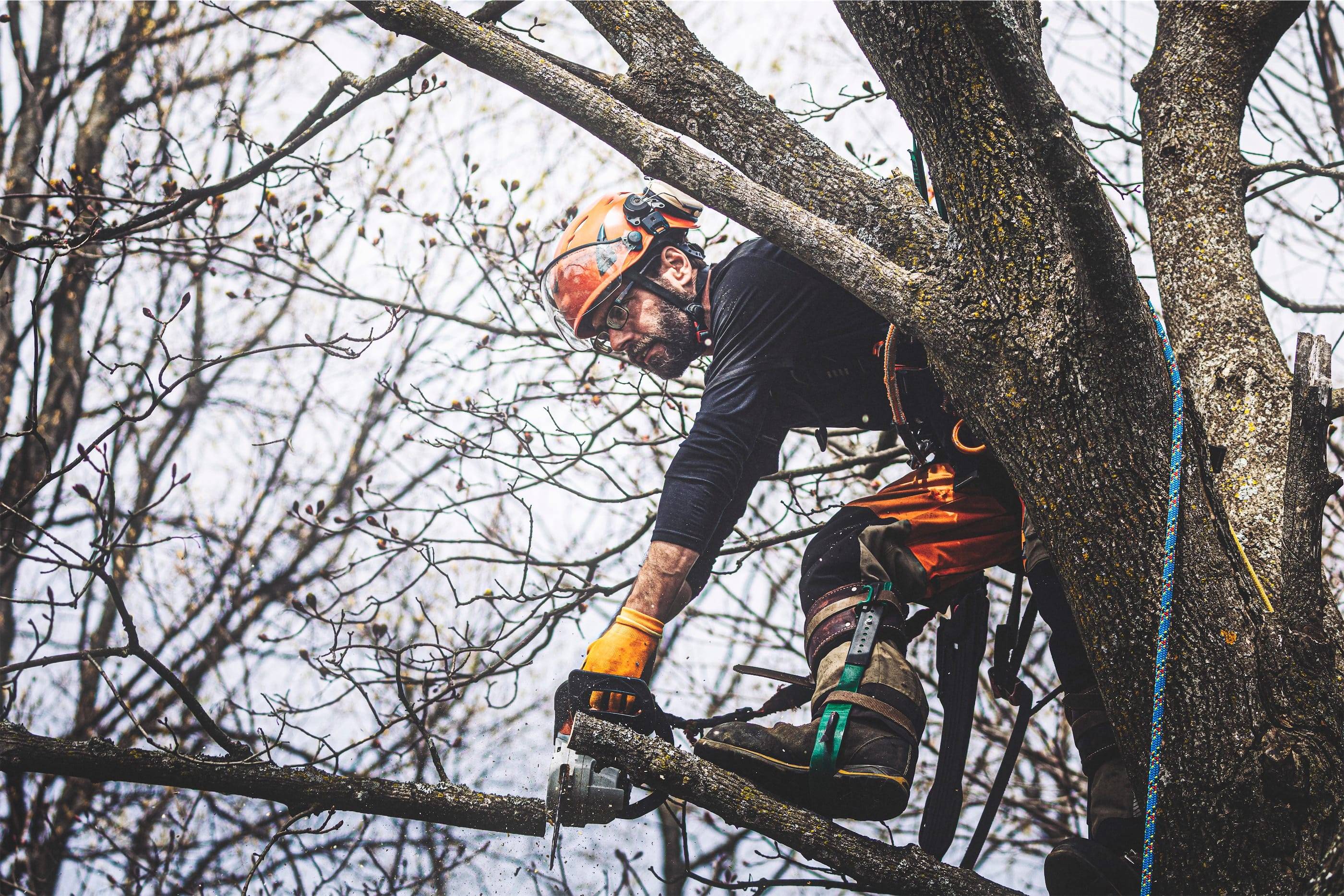 A man climbing a tree with a chainsaw.