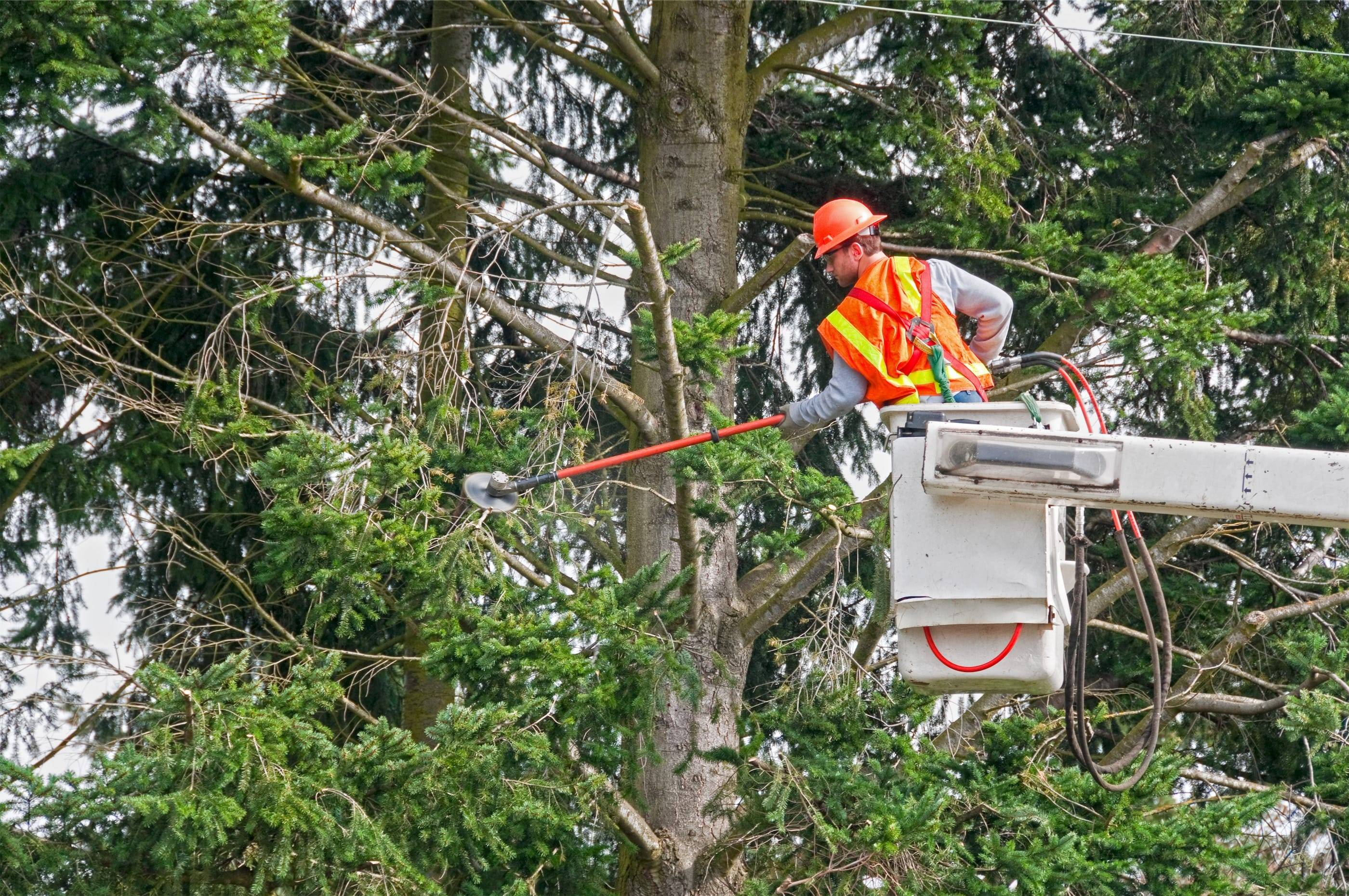 A man in an orange vest is working on a tree.