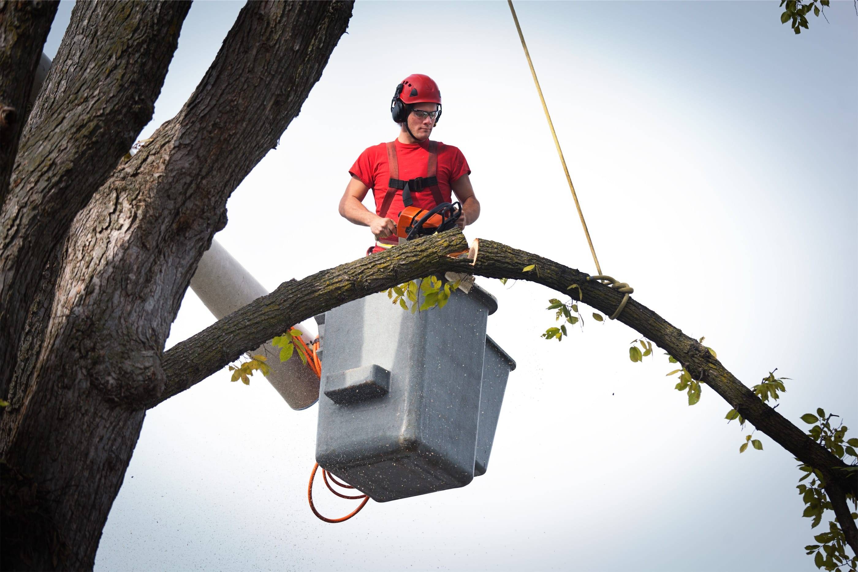 A man in a red shirt is climbing a tree.