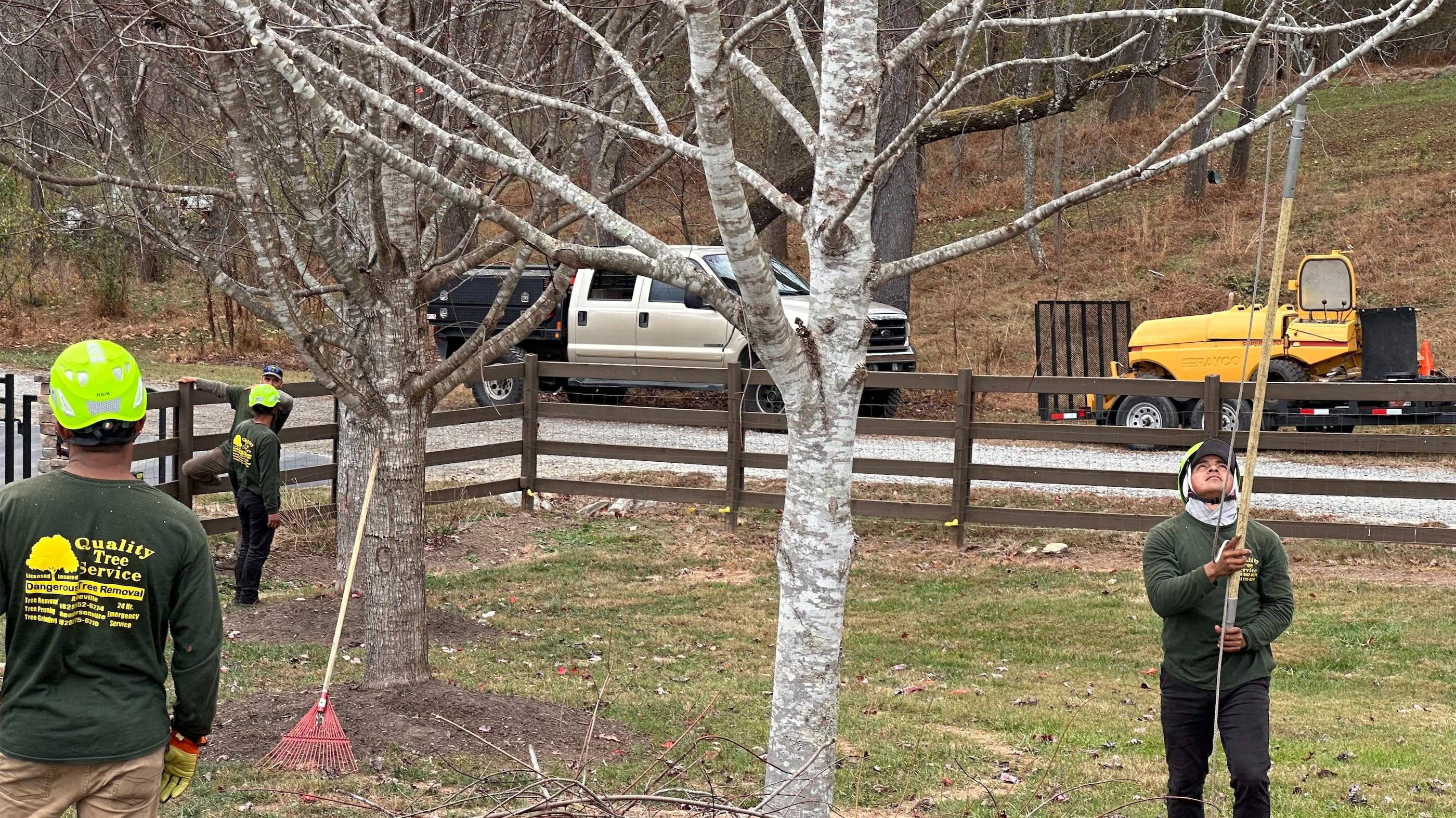 A group of men working on a tree in a yard.