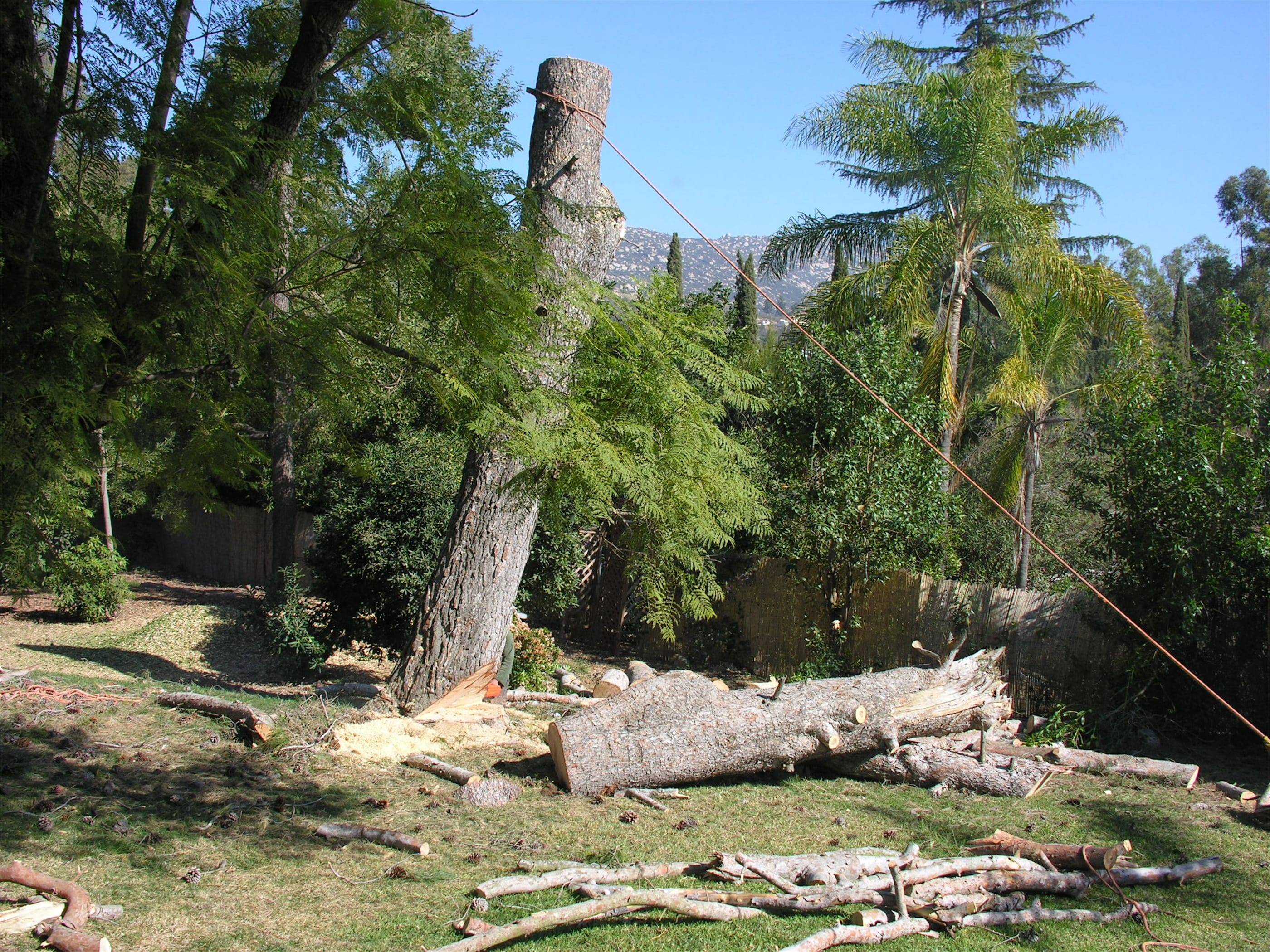 A large tree in a yard.