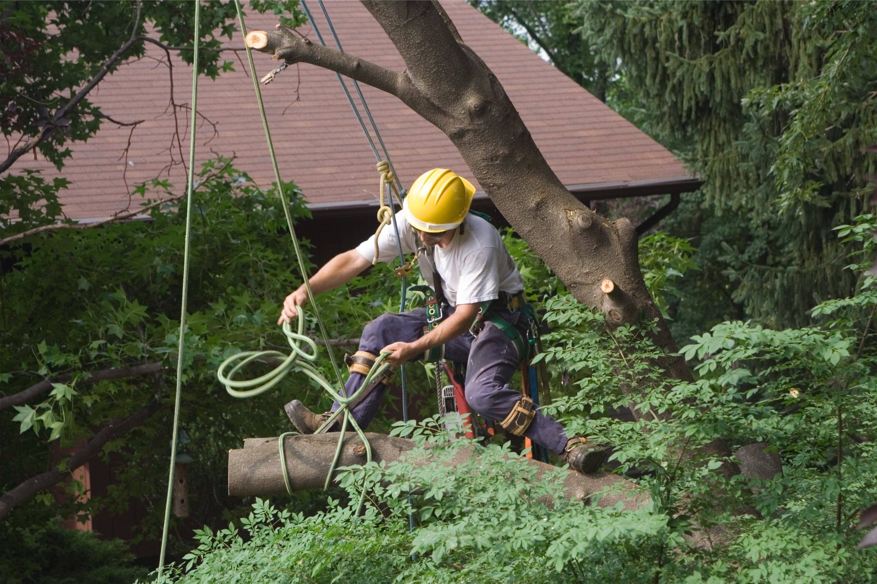 A man climbing a tree with a rope.