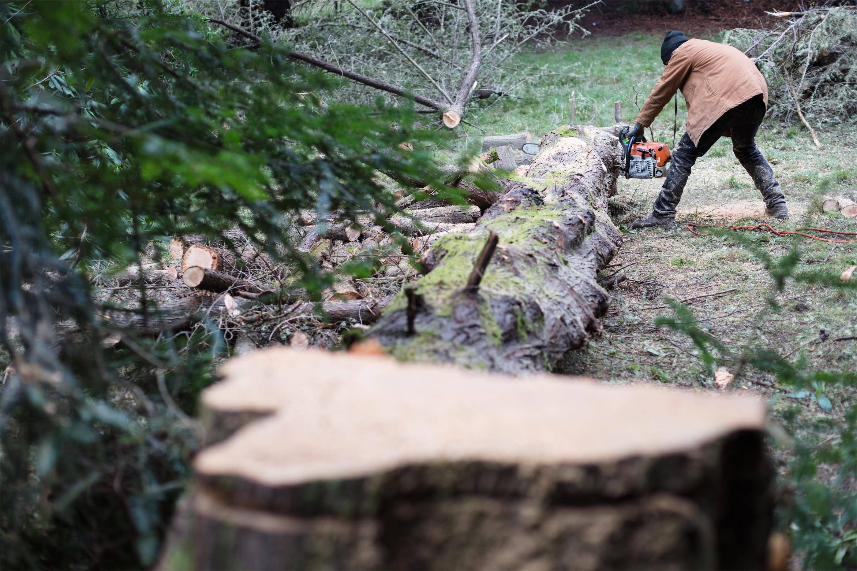 A man cutting down a tree with a chainsaw.