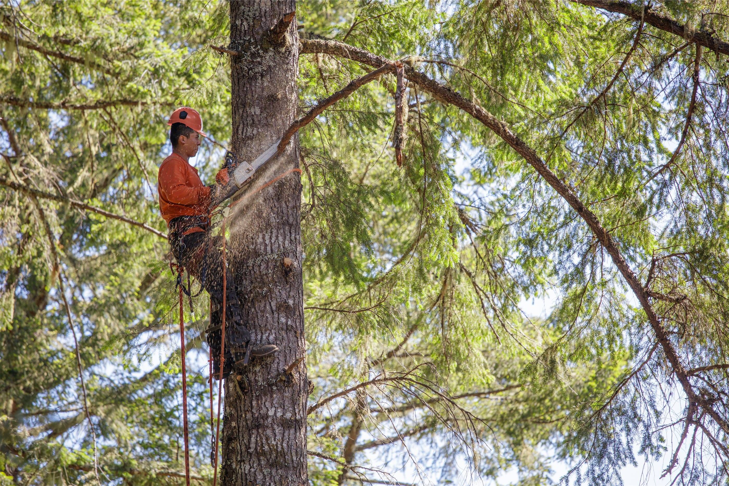 A tree trimmer working on a tree in a forest.