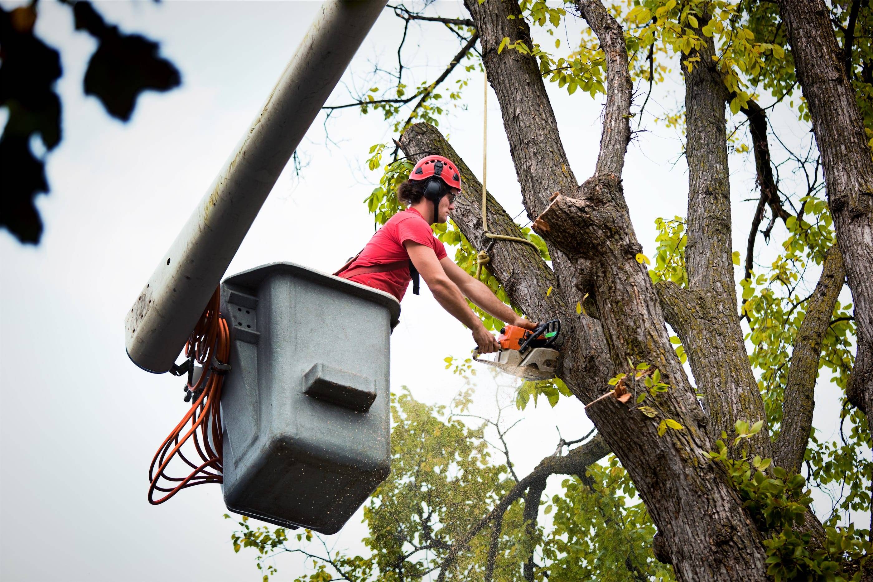 A man cutting down a tree in a bucket.