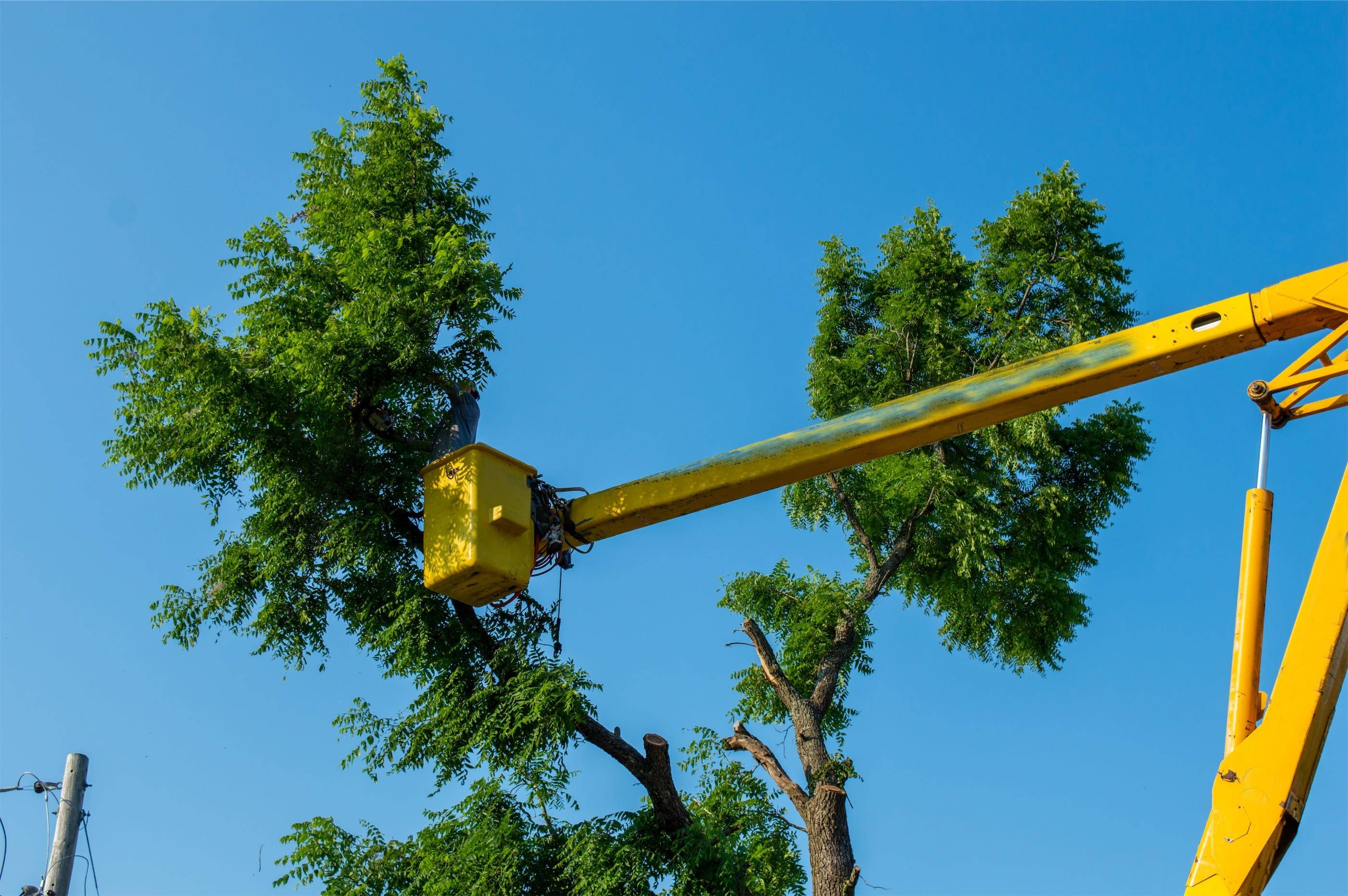 A yellow crane lifting a tree.