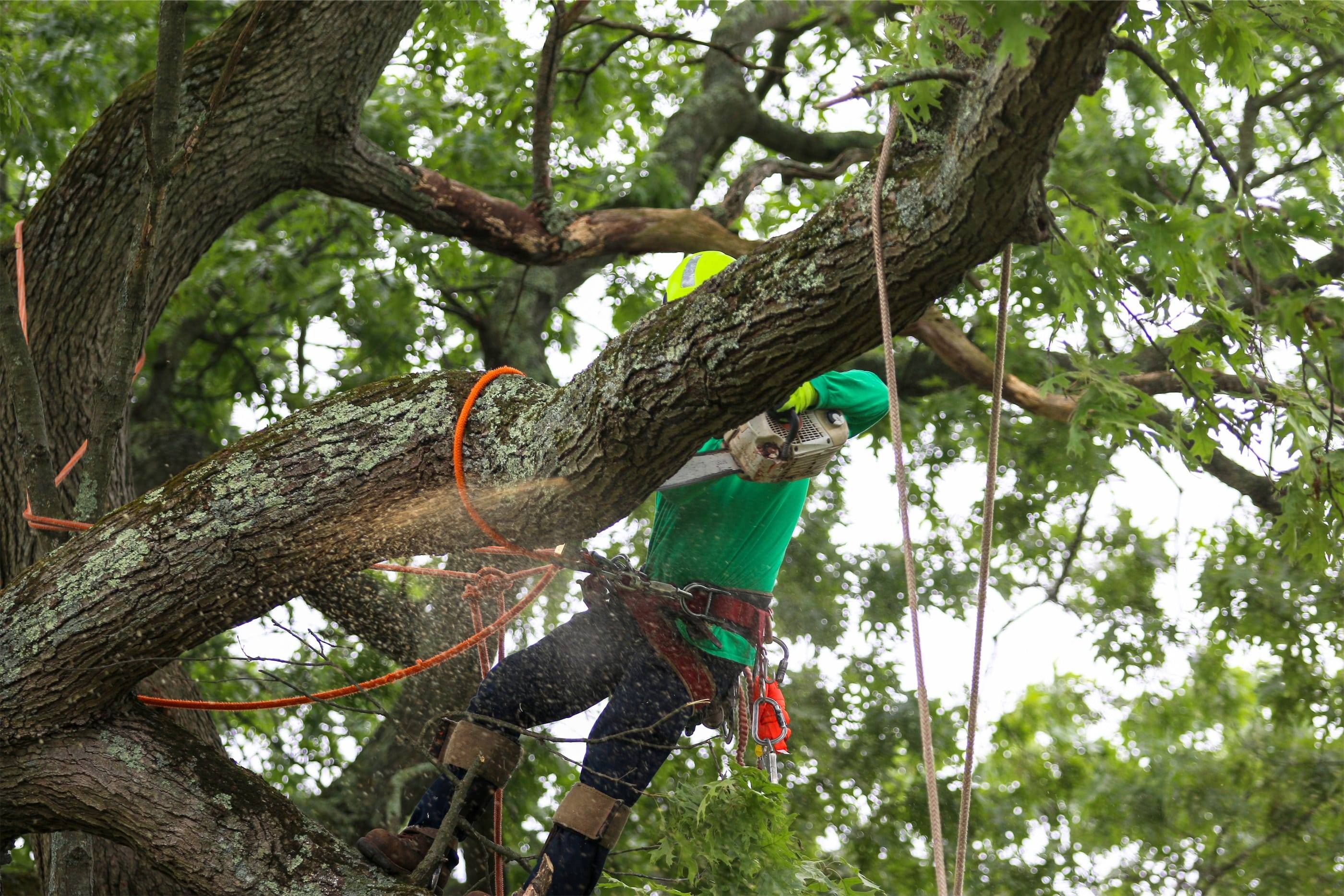 A person climbing a tree.