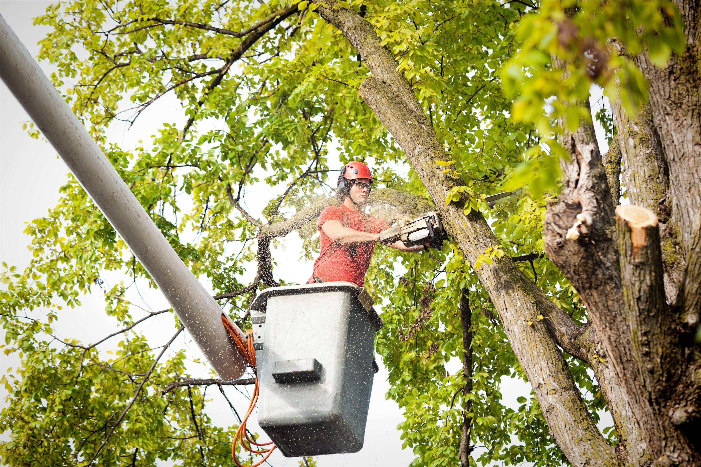 A man using a chainsaw on a tree.