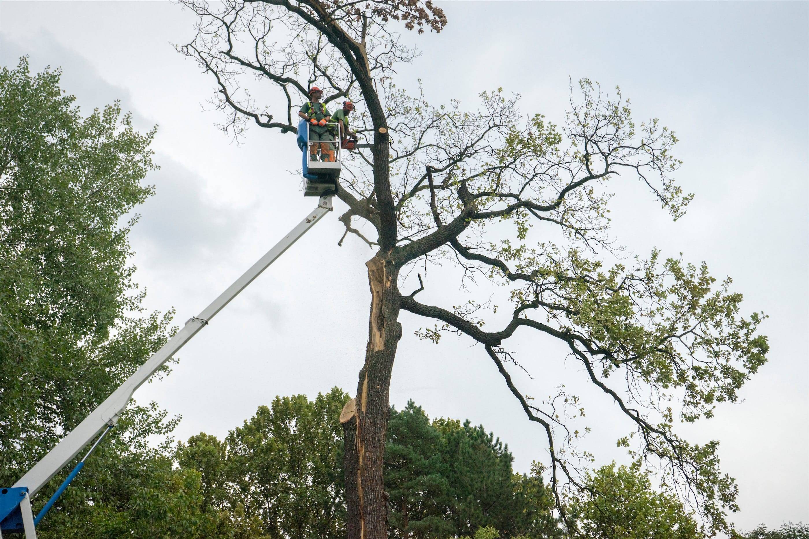 A man in a lift on a tree.