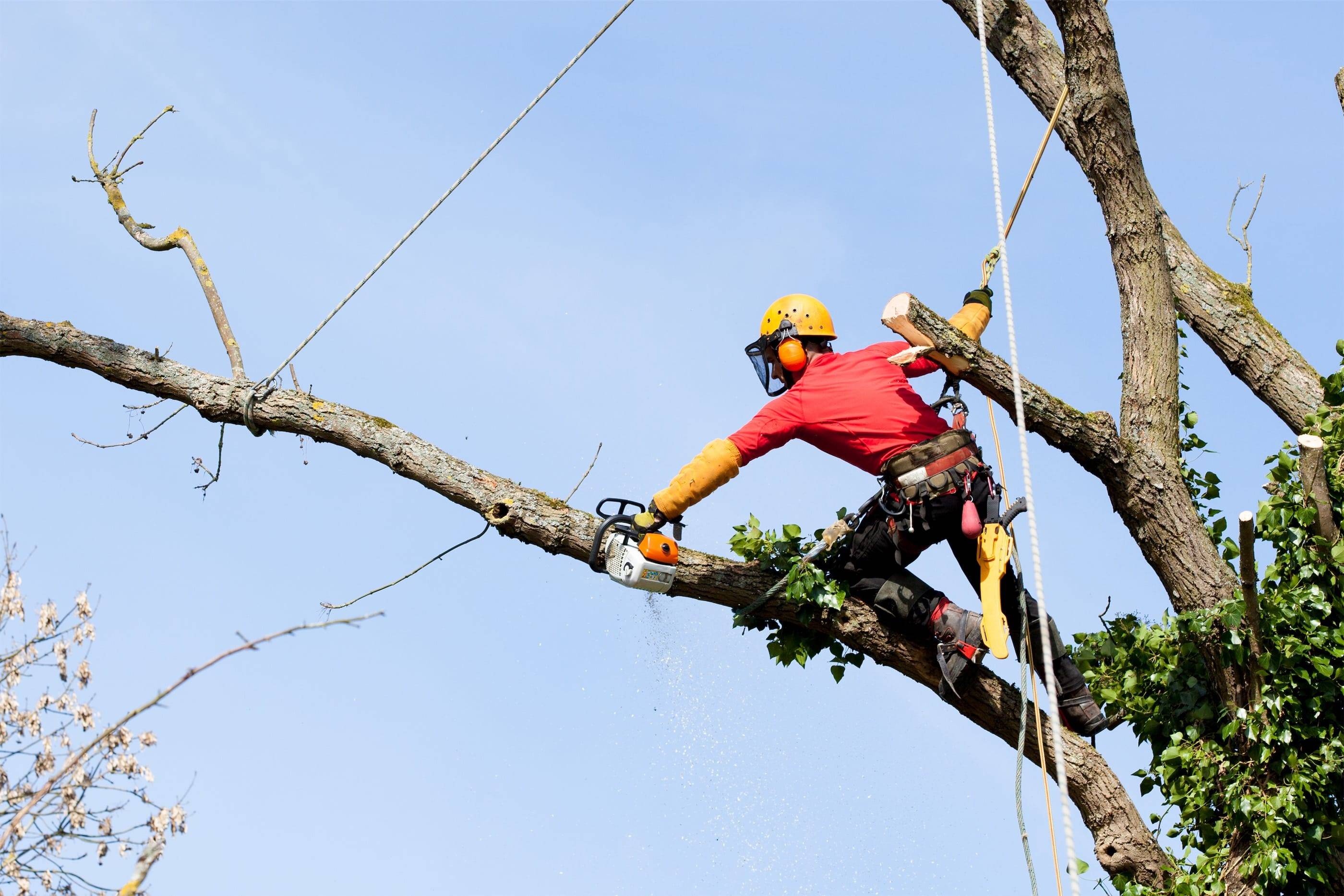 A man cutting down a tree with a chainsaw.