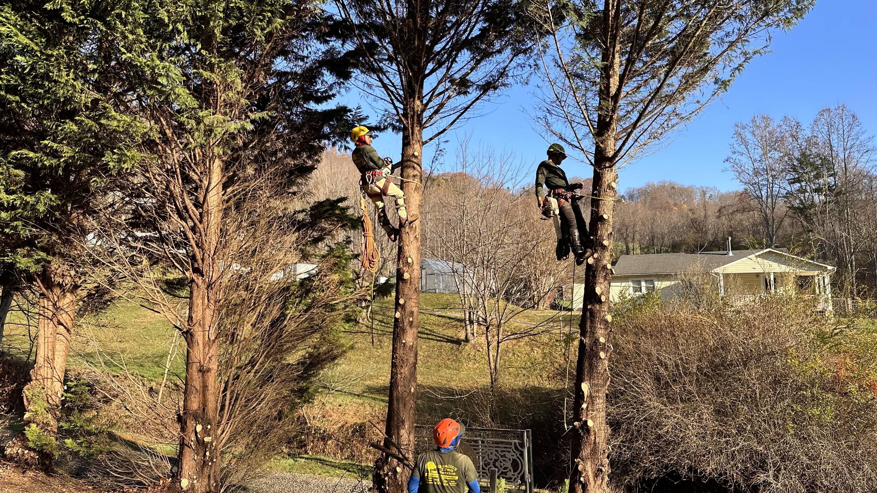 A group of men working on trees in a residential area.