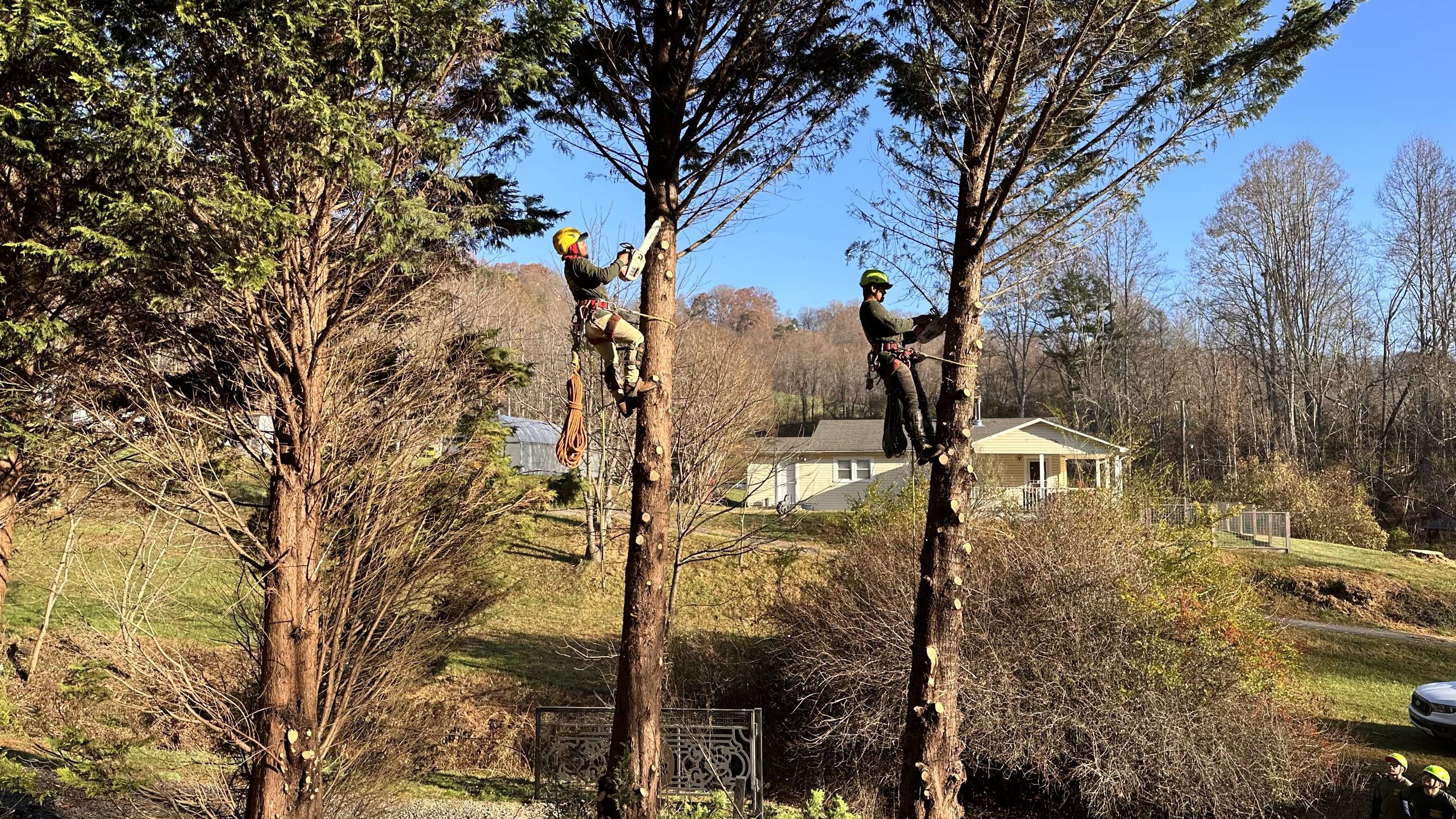 A man climbing a tree.