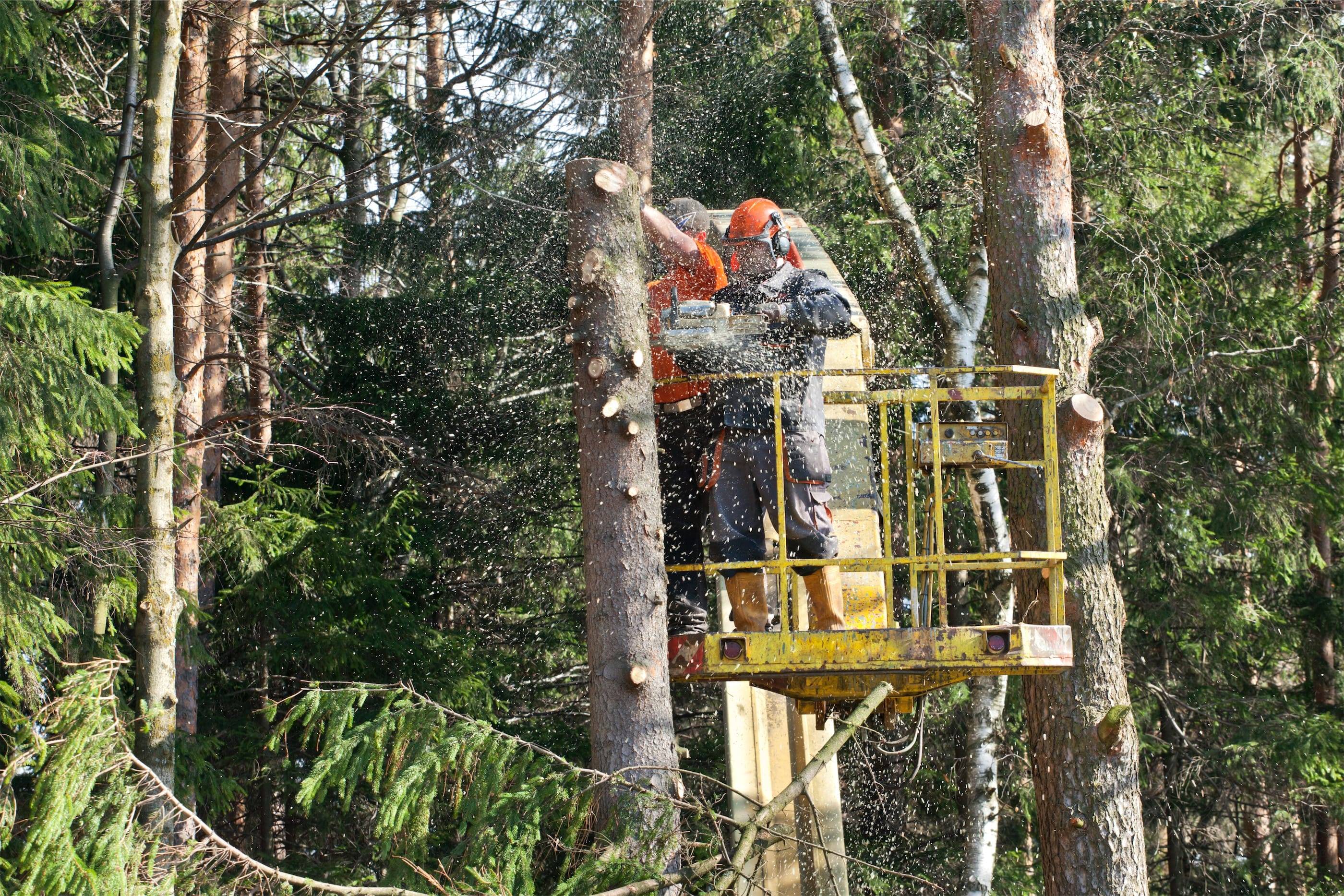 A group of people in a tree.