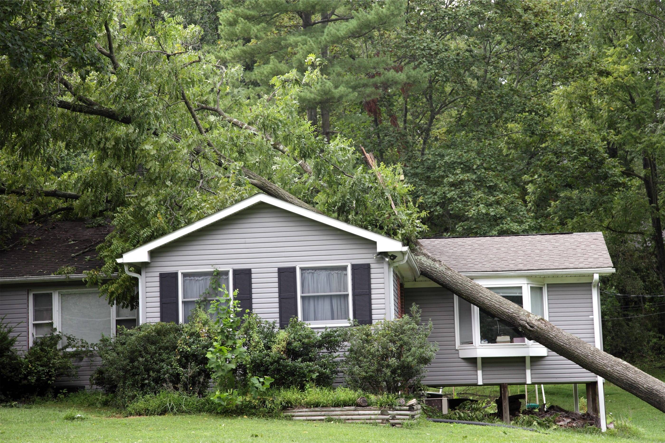 A tree has fallen on a house in the middle of the yard.