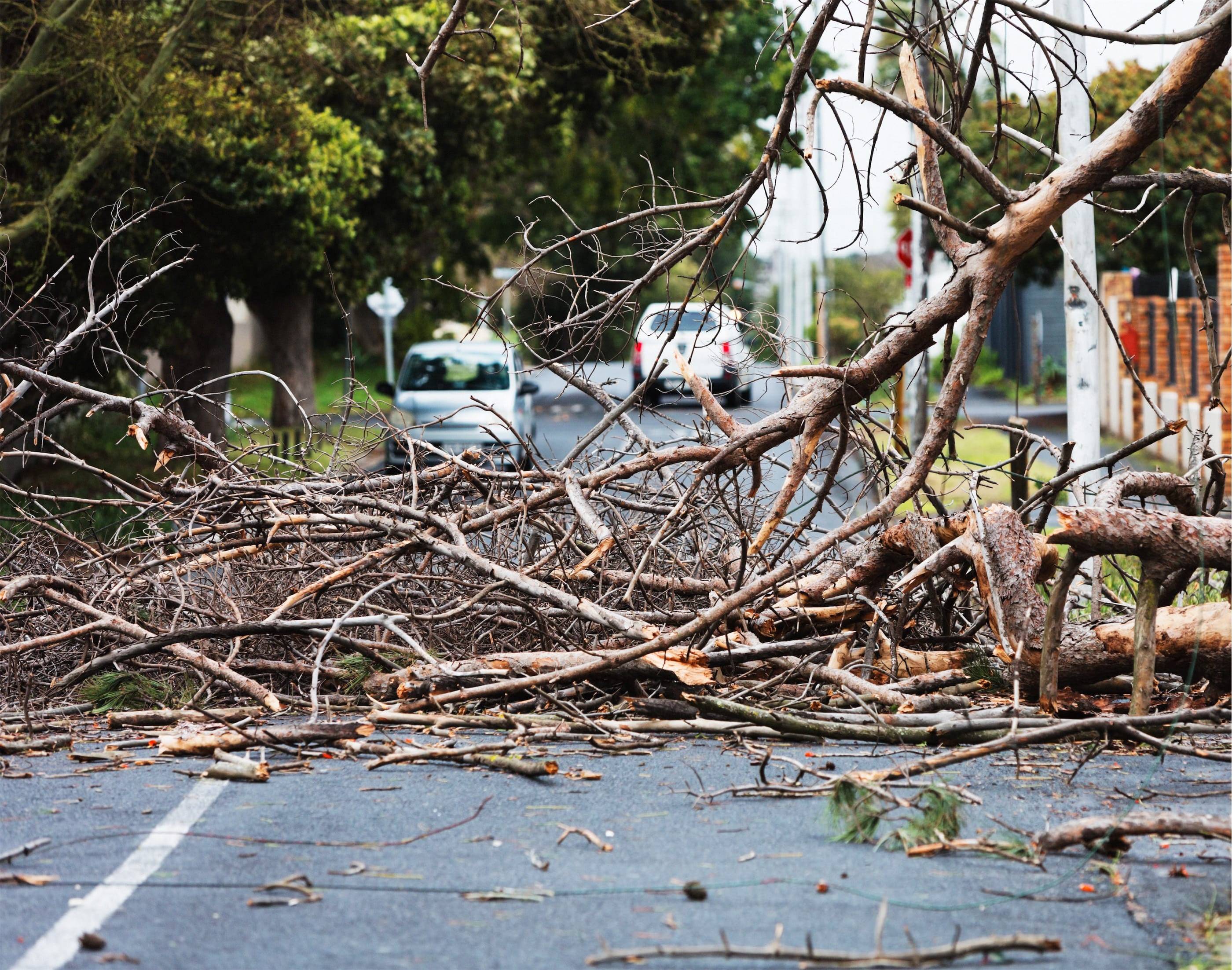 A fallen tree on the side of a road.