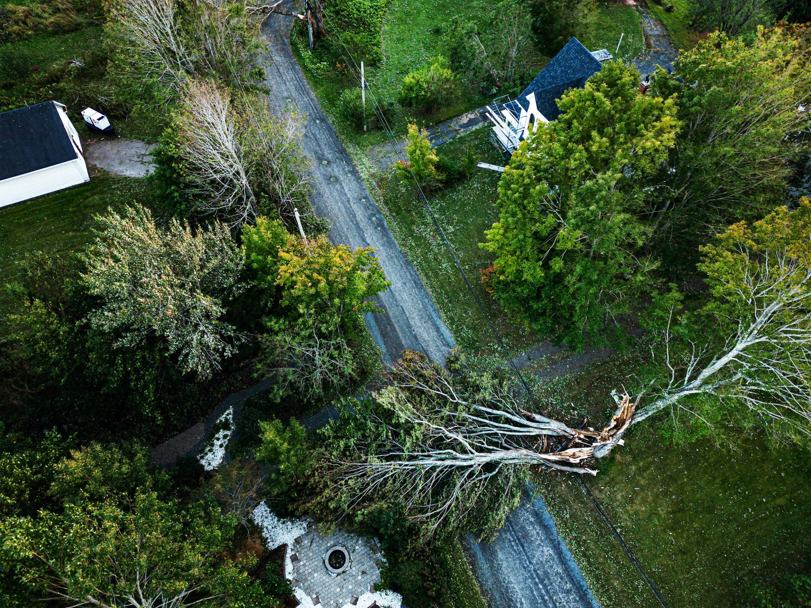 An aerial view of a fallen tree near a house.