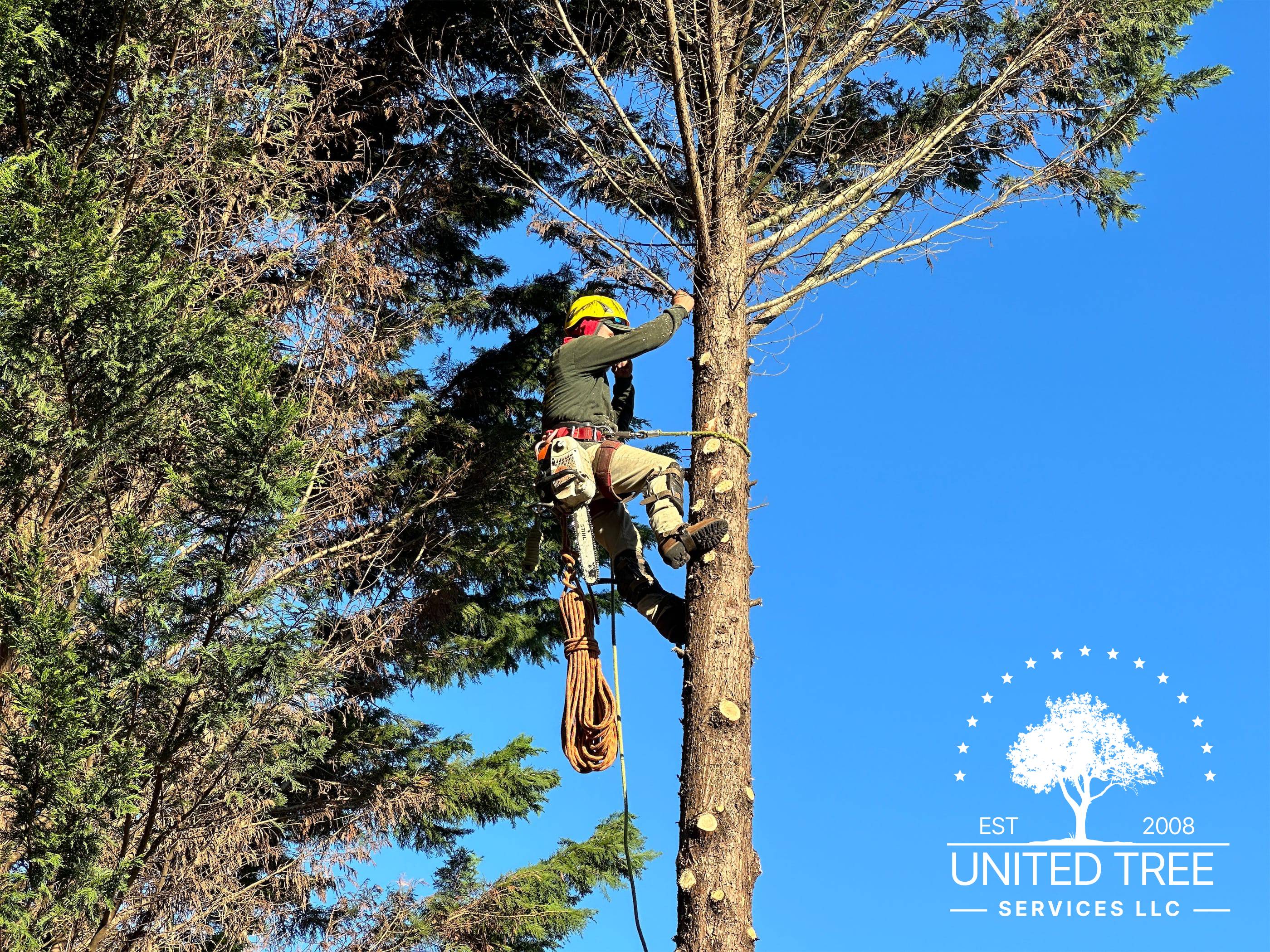 A man is climbing a tree in a safety harness.