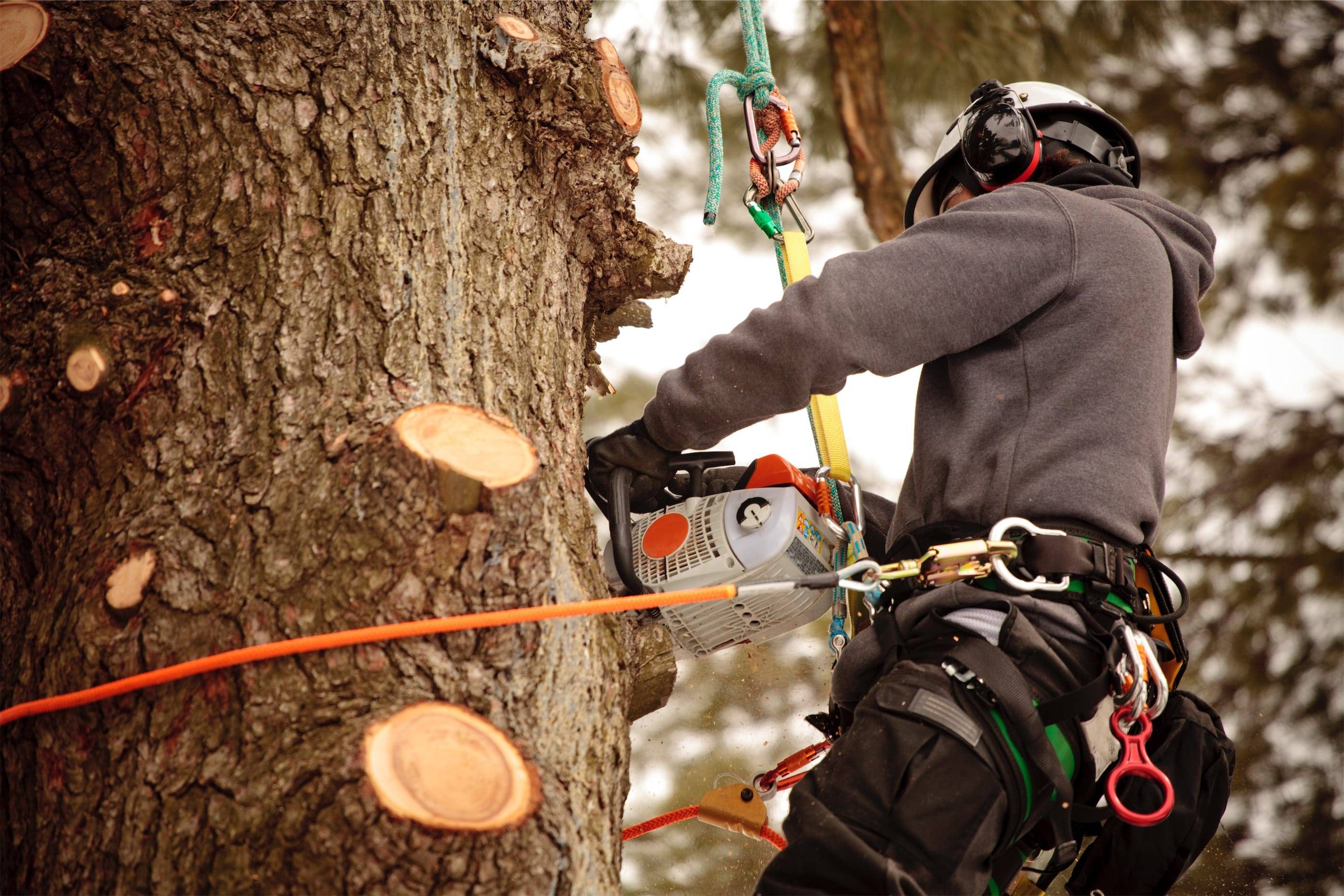 A man cutting down a tree with a chainsaw.