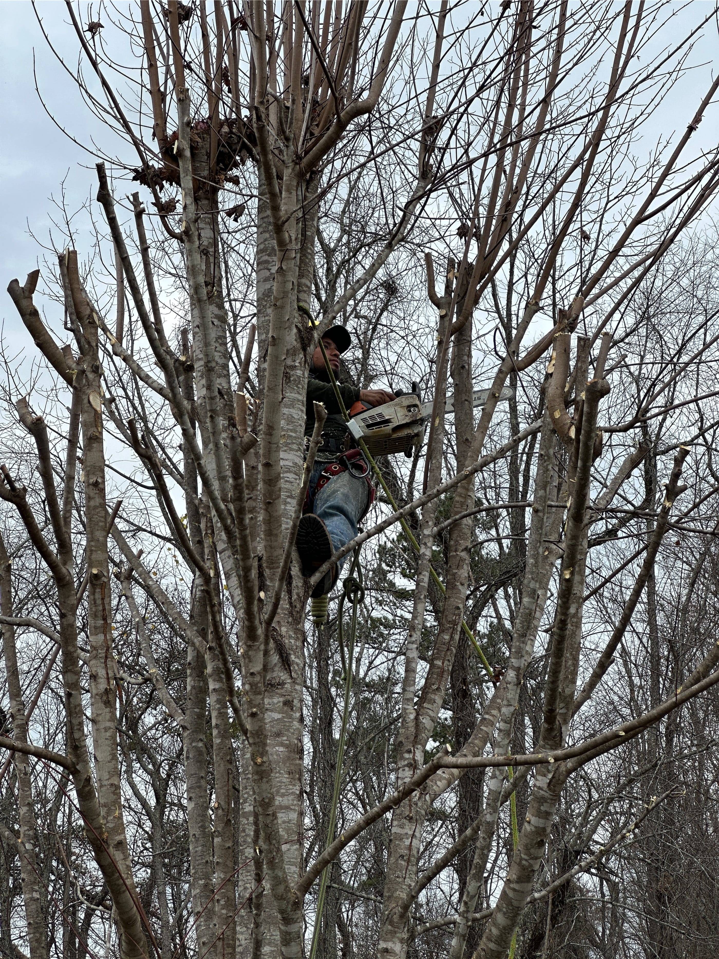 A man in a tree cutting a tree.