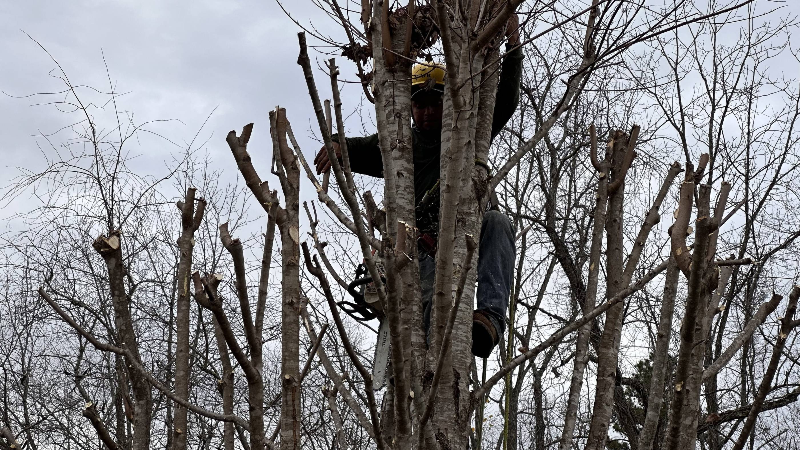 A man in a tree.