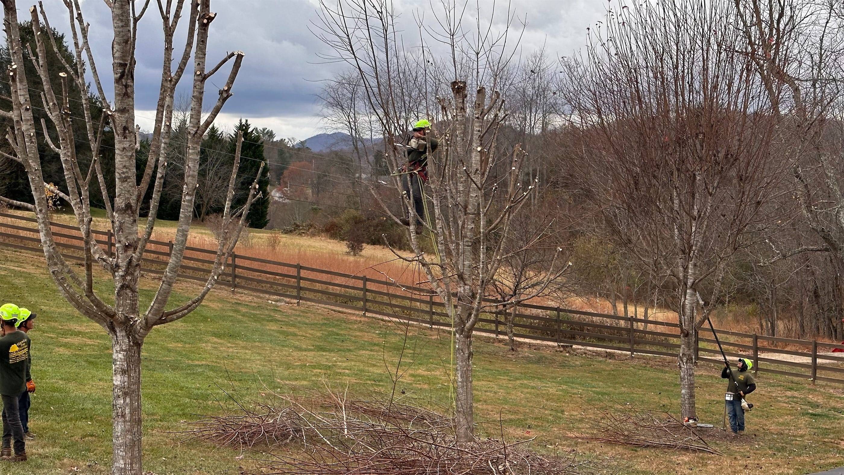 A group of people cutting down trees on a hillside.